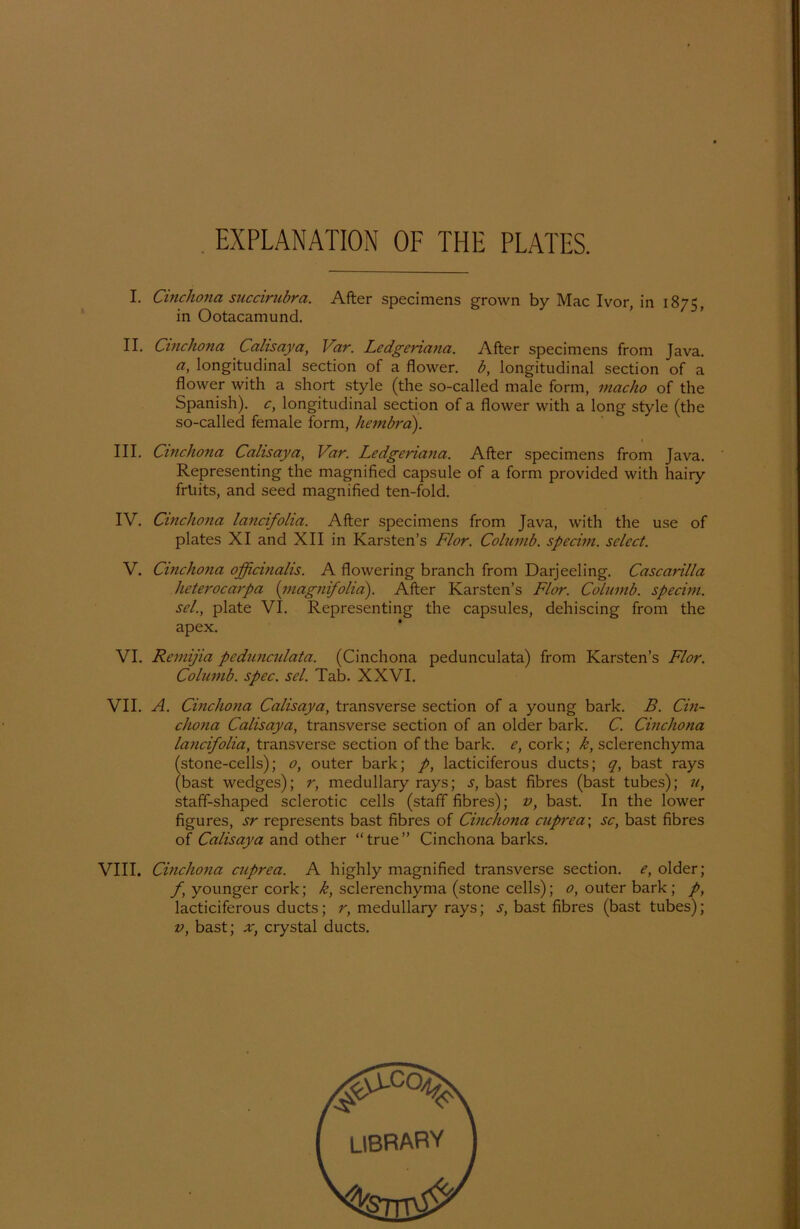 EXPLANATION OF THE PLATES. I. Cinchona succirubra. After specimens grown by Mac Ivor, in 1875, in Ootacamund. II. Cinchona Calisaya, Var. Ledgenana. After specimens from Java. a, longitudinal section of a flower. b, longitudinal section of a flower with a short style (the so-called male form, inacho of the Spanish). c, longitudinal section of a flower with a long style (the so-called female form, hembra). III. Cinchona Calisaya, Var. Ledgeriana. After specimens from Java. Representing the magnified capsule of a form provided with hairy früits, and seed magnified ten-fold. IV. Cinchona lancifolia. After specimens from Java, with the use of plates XI and XII in Karsten’s Flor. Columb. specim. sclect. V. Cinchona officinalis. A flowering branch from Darjeeling. Cascarilla heterocarpa {inagnifolid). After Karsten’s Flor. Columb. specim. sei., plate VI. Representing the capsules, dehiscing from the apex. VI. Remijia pcdunculata. (Cinchona pedunculata) from Karsten’s Flor. Columb. spec. sei. Tab. XXVI. VII. A. Cinchona Calisaya, transverse section of a young bark. B. Cin- chona Calisaya, transverse section of an older bark. C. Cinchona lancifolia, transverse section of the bark. e, cork; k, sclerenchyma (stone-cells); o, outer bark; p, lacticiferous ducts; q, bast rays (bast wedges); r, medullary rays; s, bast fibres (bast tubes); u, staff-shaped sclerotic cells (staff fibres); v, bast. In the lower figures, sr represents bast fibres of Cinchona cuprea\ sc, bast fibres of Calisaya and other “true” Cinchona barks. VIII. Cinchona cuprea. A highly magnified transverse section. e, older; f younger cork; k, sclerenchyma (stone cells); o, outer bark; p, lacticiferous ducts; r, medullary rays; s, bast fibres (bast tubes); v, bast; x, crystal ducts.