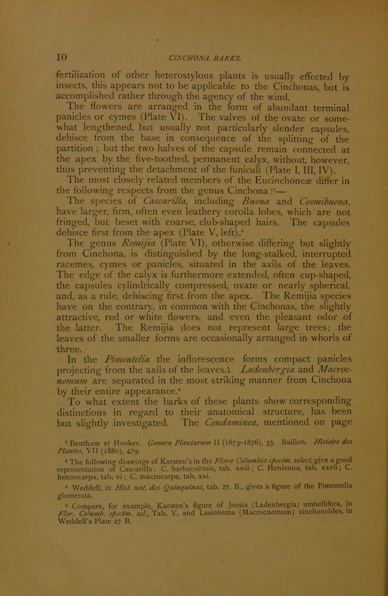 fertilization of other heterostylous plants is usually effected by insects, this appears not to be applicable to the Cinchonas, but is accomplished rather through the agency of the wind. The flowers are arranged in the form of abundant terminal panicles or cymes (Plate VI). The valves of the ovate or some- what lengthened, but usually not particularly slender capsules, dehisce from the base in consequence of the Splitting of the partition ; but the two halves of the capsule remain connected at the apex by the five-toothed, permanent calyx, without, however, thus preventing the detachment of the funiculi (Plate I, III, IV). The most closely related members of the Eucinchoneae differ in the following respects from the genus Cinchona P— The species of Cascarilla, including Buena and Cosmibuena, have larger, firm, often even leathery corolla lobes, which are not fringed, but beset with coarse, club-shaped hairs. The capsules dehisce first from the apex (Plate V, left).1 2 The genus Rcmijia (Plate VI), otherwise differing but slightly from Cinchona, is distinguished by the long-stalked, interrupted racemes, cymes or panicles, situated in the axils of the leaves. The edge of the calyx is furthermore extended, often cup-shaped, the capsules cylindrically compressed, ovate or nearly spherical, and, as a rule, dehiscing first from the apex. The Remijia species have on the contrary, in common with the Cinchonas, the slightly attractive, red or white flowers, and even the pleasant odor of the latter. The Remijia does not represent large trees; the leaves of the smaller forms are occasionally arranged in whorls of three. In the Pimentelia the inflorescence forms compact panicles projecting from the axils of the leaves.3. Ladenbergia and Macroc- nemum are separated in the most striking manner from Cinchona by their entire appearance.4 To what extent the barks of these plants show corresponding distinctions in regard to their anatomical structure, has been but slightly investigated. The Condaminea, mentioned on page 1 Bentham et Hooker. Genera Plantarum II (1873-1876), 33. Bailion. Histoire des Plantes, VII (1880), 479. 2 The following drawings of Karsten s in the Flora: Columbia:specim. select, give a good representation of Cascarilla: C. barbacoensis, tab. \xiii; C. Henleana, tab. xxvii; C. heterocarpa, tab. vi; C. macrocarpa, tab. xxi. 3 Weddell, in Hist. nat. des Quinquinas, tab. 27, B., gives a figure of the Pimentelia glomerata. 4 Compare, for example, Karstcn’s figure of Joosia (Ladenbergia) umbellifera, in Flor. Columb. specim. sei., Tab. V, and Lasionema (Macrocnemum) cinchonoides, in Weddell’s Plate 27 B.