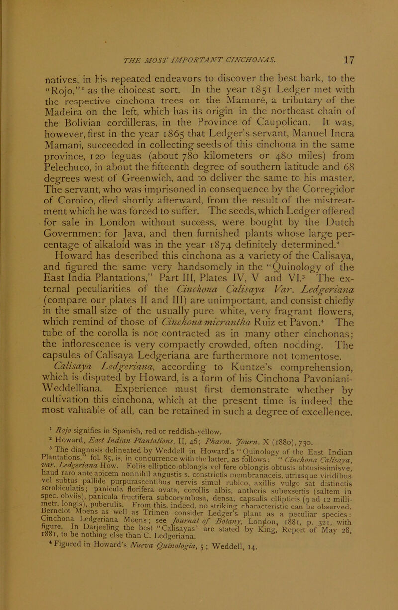 natives, in his repeated endeavors to discover the best bark, to the “Rojo,”1 as the choicest sort. In the year 1851 Ledger met with the respective cinchona trees on the Mamore, a tributary of the Madeira on the left, which has its origin in the northeast chain of the Bolivian cordilleras, in the Province of Caupolican. It was, however, first in the year 1865 that Ledger’s servant, Manuel Incra Mamani, succeeded in collecting seeds of this cinchona in the same province, 120 leguas (about 780 kilometers or 480 miles) from Pelechuco, in about the fifteenth degree of Southern latitude and 68 degrees west of Greenwich, and to deliver the same to his master. The servant, who was imprisoned in consequence by the Corregidor of Coroico, died shortly afterward, from the result of the mistreat- ment which he was forced to suffer. The seeds, which Ledger offered for sale in London without success, were bought by the Dutch Government for Java, and then furnished plants whose large per- centage of alkaloid was in the year 1874 definitely determined.2 Howard has described this cinchona as a variety of the Calisaya, and figured the same very handsomely in the “Quinology of the East India Plantations,” Part III, Plates IV, V and VI.3 The ex- ternal peculiarities of the Cinchona Calisaya Var. Ledgeriana (compare our plates II and III) are unimportant, and consist chiefly in the small size ol the usually pure white, very fragrant flowers, which remind of those of Cinchona micrantha Ruiz et Pavon.4 The tube of the corolla is not contracted as in many other cinchonas; the inflorescence is very compactly crowded, often nodding. The capsules of Calisaya Ledgeriana are furthermore not tomentose. Calisaya Ledgeriana, according to Kuntze’s comprehension, which is disputed by Howard, is a form of his Cinchona Pavoniani- Weddelliana. Experience must first demonstrate whether by cultivation this cinchona, which at the present time is indeed the most valuable of all, can be retained in such a degree of excellence. 1 Rojo signifies in Spanish, red or reddish-yellow. 2 Howard, East Indian Plantations, II, 46; Pharm. Journ. X (1880), 730. 3 The diagnosis delineated by Weddell in Howard’s “ Quinology of the East Indian Plantations,” fol. 85, is, in concurrence with the latter, as follows : “ Cinchona Calisaya, var. Ledgeriana How. Foliis elliptico-oblongis vel fere oblongis obtusis obtusissimisve, haud raro anteapicem nonnihil angustis s. constrictis meinbranaceis, utriusque viridibus vel subtus palhde purpurascentibus nervis simul rubico, axillis vulgo sat distinctis scrobiculatis; panicula florifera ovata, corollis albis, antheris subexsertis (saltem in spec. obviis) panicula fructifera subcorymbosa, densa, capsulis ellipticis (9 ad 12 milli- metr. longis), puberulis. From this, indeed, no striking characteristic can be observcd. Bernelot Moens as well as Trimen consider Ledger’s plant as a peculiar species: Lmchona Ledgeriana Moens; see Journal of Botany, London, 1881, p. 321, with QQrel /n Darjeehng the best “Calisayas” are stated by King, Report of May 28, 1881, to be nothing eise than C. Ledgeriana. 4 Figured in Howard’s Nueva Quinologia, 5 ; Weddell, 14.