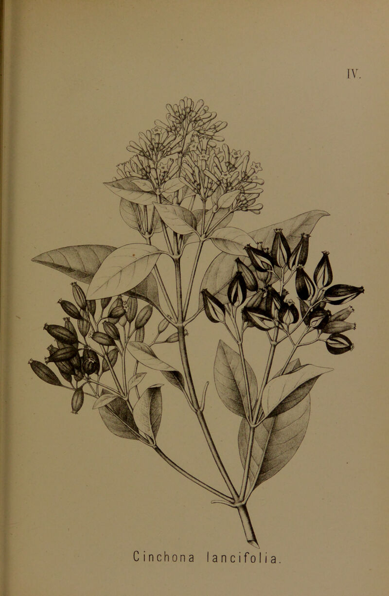 IV. Cinchona lancifolia