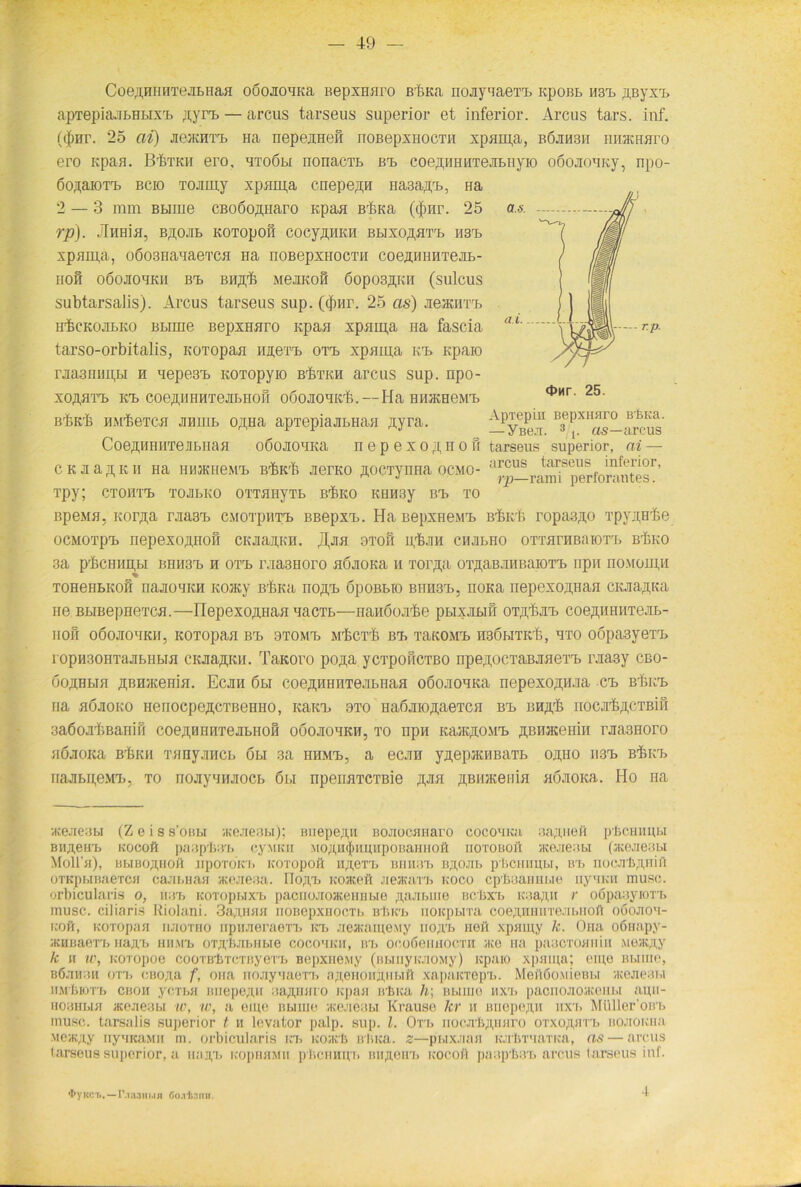 Co6flHHHT6Jii>Ha«H oöojiOHKa Bepxmiro BrfeKa nojiy'iaeT'b itpoßb nsm timyxm apTepiaamHUxm ,u;yrm — arcus tarseus Superior et inferior. Arcus tars. inf. (<Jmr. 25 cd) JieJKHTi) Ha rrepejueft noBepxnomi xpam,a, b6jih3ii hhhchhi'o ero Kpaa. B'6tkii ero, mtoöbi nonacim bt> coe^iiiiiiTeafcuyio ooojionKy, npo- 6oii;aioTrb bcio TOJimy xpnma cnepeßH Ha3a,n,m, Ha 2 — 3 mm Btiiue CBoßo^naro itpan bAku ($nr. 25 rp). ÜHHiH, B^OJIB KOTOpOIl COCy,H,HKH BBIXOßHTm II3m xparpa, oöo3HauaeTCH na noBepxuocTH coeam-iHTejit- IIOH OÖOJIOHKIl BT. BHÄ'fe MeJIKOH ÖOpOSftKH (SIÜCUS subtarsalis). Arcus tarseus sup. (cfnir. 25 as) JieacnTm HbcKOJifcKO BLime BepxHHro npan xpjrm,a na fascia tarso-orbitalis, KOTopaa merm oam xpnma um npaio rjia3nnii,H h nepemm KOTopyio b^trh arcus sup. npo- XOAHTB Kt COeAHHHTeJIBHOn OOOJIOHKt,.—Ha HHJKBeM'B BbK'b HM'beTCH jiHHiL oßHa apTepiaji&Hafl ßyra. ^Tbc” B3epxiI^^.^1g' CoeÄHHHTej&Hafl oöojiOHKa nepexo^non tarseus superior, ai — ck ji aryk n Ha iuuKiieMB irbicb jrerKO nocTyima ocmo- arcus tarsei's,'nl,'''l0r’ * j yp—raun perforantes. Tpy; CTOHT’L TOJIBKO OTTHIiyTb Brhl£0 KHH3y BT> TO BpeMH. Korji,a rjiaam CMOTpHTm BBepxm. Ha BepxHe\im Bfet ropa3.no rpyuebe ocMOTpt nepexo;i,nofr CKJianKH. JI,jih otoit iyfe.m chjibho OTTarnBaioTm bAko 3a prbCHHH,F,I BHH3T> H OTT> maSHOrO HÖJIOKa M TOr^a OTflaB.mBaiOTB npH H0M0m,II TOHeHBIiOH näJIOHKH K05KV Brf’,Ka HO^B 6pOBBIO BHH3T>, nOKa nepeXO,HHaH CKJiaflKa ne BBiBepHeTCH.—nepexojtHan nacim—nanöojrbe pbixjibih otä^jit. coenamiTejim- IIOH OÖOJIOHKH, KOTOpan BT> OTOM'b MrkCTrfe BT> THKOMB H36bITKrfe, HTO OÖpa3yeTT> ropH30HTajiBHbui CKJia^KH. TaKoro po^a ycrpoHCTBO npenocTaBJiaeTm iviaay cbo- öo^hbih /tiiH/Kenin. Ecjih 6li coenHHHTejiLHaH oöo.iouKa nepexo^HJia cm ßbum na höjioko HenocpeACTBenno, icaitm 9to Ha6jno,n,aeTCH Bm BHjj,rb nocxfeßCTBiil 3aöoJif>bariifi coe^miHTejibiiOM oöojiohkh, to npn KancrtOMm nBHJKemii rjiaseoro HOJIOICa B'fiKH THHyjIHCb Öbl 3a HHM'b, a eCJIH yJtepjKHBaTb OJI,HO II3m B'flKm najibpeMm, to noJiynHJiocb 6li npeiiflTCTßie .pa nBHHceiiia nöJiOKa. Ho na •/Kejiesbi (Zeis s’obh atejieabi); Biiepe^n BOJiocsmaro cocomku aannefi ptcmmbi BH^eu'b Kocoft paap'bam cyMKH MonrnjumiipoBaHnofl noTOBöit acejxeabi (acejieabi Moll«), BbiBO^HOH npoToicm Koropoft u^,eTm Biniam B^ojib pliciumbi, am iioejrfeßHifi oTKpbiBaeTCH cajibHaa vKeaeaa. nojxm Koateft jiejica,™ koco cp'feBauubie uynicu musc. orbicularis o, iiam Koropbixm pacnojioaceuHbie juuu.iue Bcbxm Koa^ii r oöpaayiorb musc. ciliaris Riolani. 3a;i,mia noBepxnocTb ßBicb uoicpbrra coeaiunn'e.’ibiioA ooojioh- ivoft, KOTopaa iijiotho iipmieraeTm Km oieatameMy iio;im neri xpamy k. Ona oßnapy- iKHBaeTm najrb HHMm oTtrb.Jii.nbie cocohkm, Bm ocoßeiniocTH vko na paacToaniu weatfly k it w, Koropoe cooTBliTCTnyerb Bepxiie.My (BbiiiyicJiOMy) icpaio xpaipa; eine Bbime, b6jihbh OTT. cBO,na f, ona noaynaeTm ;iji,eHoii;i,iH.ifi xapaicTepm. MeAöo.\iieBbi ikojic.u.i iiM'fnoTm cboii ycTbH Biiepejui aa^unro icpan irluca Ir, Bbime nxm paonojioateiibi aun- Hoaubia ateaeabi w, to, a eme Bbime >ice.Jieabi Krause Jcr n Biiepe^u nxm Mtiller’OB'b musc. tarsalis superior t h levator palp. sup. I. Orb nocji’LftHaro OTxo^B'rm BOJiOKHa MevK;iy nymcaMii m. orbicularis Km koxB B’bKa. z—pi.ix.nasi KjrbT’iaTKa, as — arcus tarseus superior, a iiaa,m icopBsiMu p ficiiHum BH^,eum nocofl paaplmm arcus tarseus inf. ‘I’yitCTi.—r.lMHI.IH ÖO.rt.TIIII.