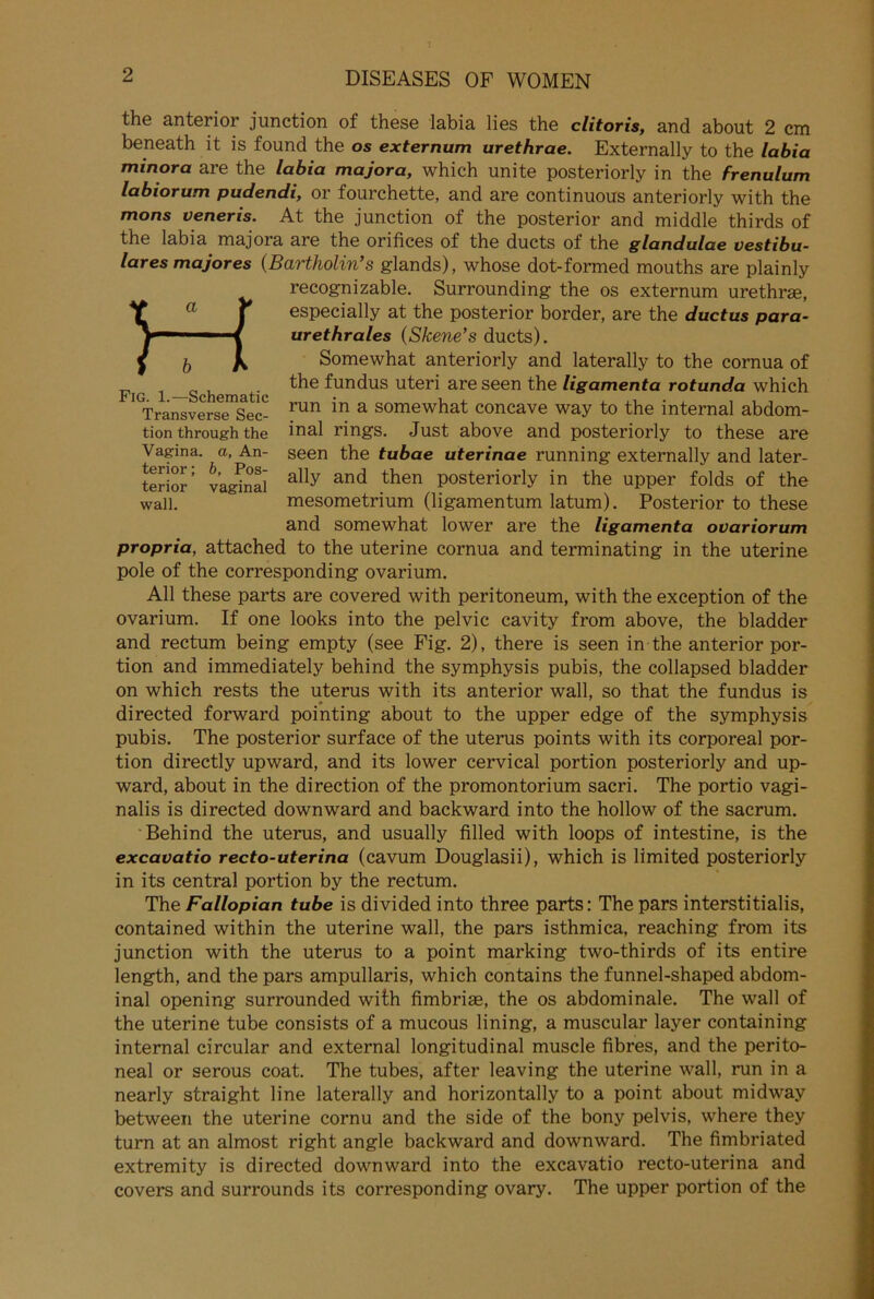 J 2 DISEASES OF WOMEN the anterior junction of these labia lies the clitoris, and about 2 cm beneath it is found the os externum urethrae. Externally to the labia minora are the labia majora, which unite posteriorly in the frenulum labiorum pudendi, or fourchette, and are continuous anteriorly with the mons veneris. At the junction of the posterior and middle thirds of the labia majora are the orifices of the ducts of the glandulae vestibu- läres majores (Bartholin’s glands), whose dot-formed mouths are plainly recognizable. Surrounding the os externum urethrse, especially at the posterior border, are the ductus para- urethrales (Skene’s ducts). Somewhat anteriorly and laterally to the cornua of the fundus uteri are seen the ligamenta rotund.a which run in a somewhat concave way to the internal abdom- inal rings. Just above and posteriorly to these are seen the tubae uterinae running externally and later- ally and then posteriorly in the upper folds of the mesometrium (ligamentum latum). Posterior to these and somewhat lower are the ligamenta ovariorum propria, attached to the uterine cornua and terminating in the uterine pole of the corresponding ovarium. All these parts are covered with peritoneum, with the exception of the ovarium. If one looks into the pelvic cavity from above, the bladder and rectum being empty (see Fig. 2), there is seen in the anterior por- tion and immediately behind the symphysis pubis, the collapsed bladder on which rests the uterus with its anterior wall, so that the fundus is directed forward pointing about to the upper edge of the symphysis pubis. The posterior surface of the uterus points with its corporeal por- tion directly upward, and its lower cervical portion posteriorly and up- ward, about in the direction of the promontorium sacri. The portio vagi- nalis is directed downward and backward into the hollow of the sacrum. Behind the uterus, and usually filled with loops of intestine, is the excavatio recto-uterina (cavum Douglasii), which is limited posteriorly in its central portion by the rectum. The Fallopian tube is divided into three parts: The pars interstitialis, contained within the uterine wall, the pars isthmica, reaching from its junction with the uterus to a point marking two-thirds of its entire length, and the pars ampullaris, which contains the funnel-shaped abdom- inal opening surrounded with fimbrias, the os abdominale. The wall of the uterine tube consists of a mucous lining, a muscular layer containing internal circular and external longitudinal muscle fibres, and the perito- neal or serous coat. The tubes, after leaving the uterine wall, run in a nearly straight line laterally and horizontally to a point about midway between the uterine cornu and the side of the bony pelvis, where they turn at an almost right angle backward and downward. The fimbriated extremity is directed downward into the excavatio recto-uterina and covers and surrounds its corresponding ovary. The upper portion of the H4 Fig. 1.—Schematic Transverse Sec- tion through the Vagina, a, An- terior ; b, Pos- terior vaginal wall.