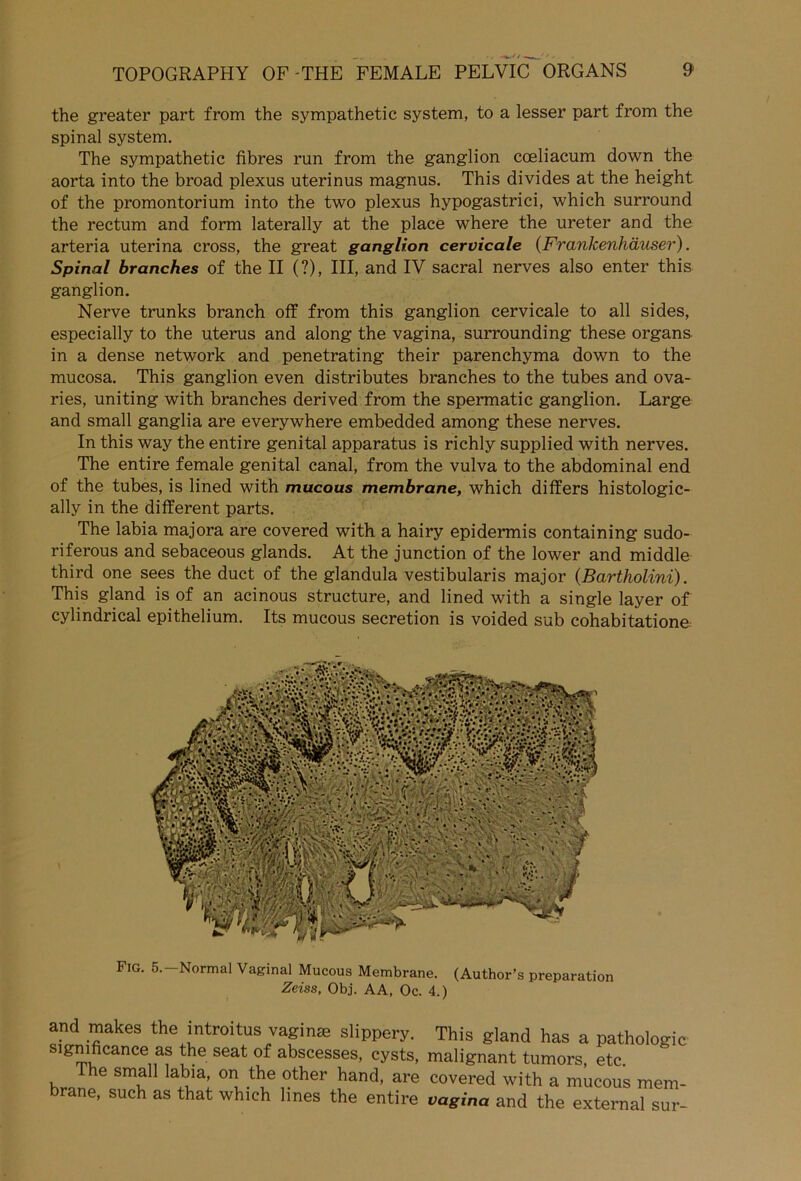 the greater part from the sympathetic System, to a lesser part from the spinal System. The sympathetic fibres run from the ganglion coeliacum down the aorta into the broad plexus uterinus magnus. This divides at the height of the promontorium into the two plexus hypogastrici, which surround the rectum and form laterally at the place where the ureter and the arteria uterina cross, the great ganglion cervicale (Frankenhäuser). Spinal branches of the II (?), III, and IV sacral nerves also enter this ganglion. Nerve trunks branch off from this ganglion cervicale to all sides, especially to the uterus and along the vagina, surrounding these organs in a dense network and penetrating their parenchyma down to the mucosa. This ganglion even distributes branches to the tubes and ova- ries, uniting with branches derived from the spermatic ganglion. Large and small ganglia are everywhere embedded among these nerves. In this way the entire genital apparatus is richly supplied with nerves. The entire female genital canal, from the vulva to the abdominal end of the tubes, is lined with mucous membrane, which differs histologic- ally in the different parts. The labia majora are covered with a hairy epidermis containing sudo- riferous and sebaceous glands. At the junction of the lower and middle third one sees the duct of the glandula vestibularis major (Bartholini). This gland is of an acinous structure, and lined with a single layer of cylindrical epithelium. Its mucous secretion is voided sub cohabitatione Fig. 5.—Normal Vaginal Mucous Membrane. (Author’s preparation Zeiss, Obj. AA, Oc. 4.) and makes the introitus vaginaä siippery. This gland has a Pathologie significanee as the seat of abscesses, eysts, malignant tumors, etc. he small labia, on the other hand, are covered with a mucous mem- brane, such as that which iines the entire vagina and the external sur-