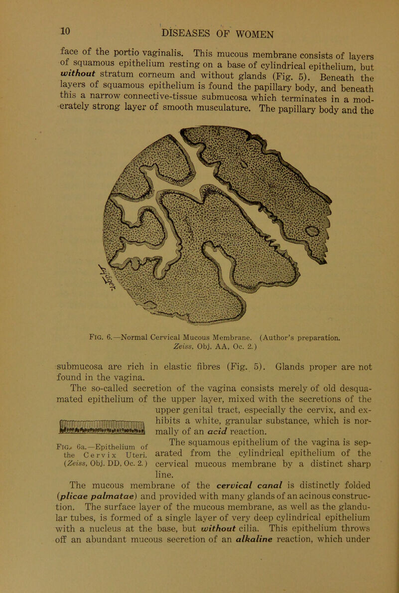 face of the portio vaginalis. This mucous membrane consists of layers of .squamous epithelium resting on a base of cylindrical epithelium, but without stratum corneum and without glands (Fig. 5). Beneath' the layers of squamous epithelium is found the papillary body, and beneath this a narrow connective-tissue submucosa which terminates in a mod- eiately stiong layer of smooth musculature. The papillary body and the Fig. 6.—Normal Cervical Mucous Membrane. (Author’s preparation. Zeiss, Obj. AA, Oc. 2.) submucosa are rieh in elastic fibres (Fig. 5). Glands proper are not found in the vagina. The so-called secretion of the vagina consists merely of old desqua- mated epithelium of the upper layer, mixed with the secretions of the upper genital tract, especially the cervix, and ex- hibits a white, granulär substance, which is nor- mally of an acid reaction. Fig. 6a.—Epithelium of Th,e «luamous epithelium of the vagina is sep- the Cervix Uteri, arated from the cylindrical epithelium of the (Zeiss, Obj. DD, Oc. 2.) cervical mucous membrane by a distinct sharp line. The mucous membrane of the cervical canal is distinctly folded (plicae palmatae) and provided with many glands of an acinous construc- tion. The surface layer of the mucous membrane, as well as the glandu- lär tubes, is formed of a single layer of very deep cylindrical epithelium with a nucleus at the base, but without cilia. This epithelium throws off an abundant mucous secretion of an alkaline reaction, which under