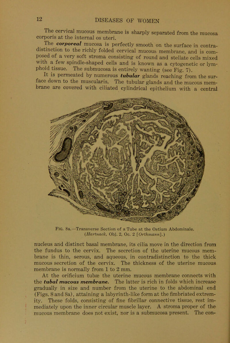 The cervical mucous membrane is sharply separated from the mucosa corporis at the internal os uteri. The corporeal mucosa is perfectly smooth on the surface in contra- distinction to the richly folded cervical mucous membrane, and is com- posed of a very soft stroma consisting of round and stellate cells mixed \\ ith a few spindle-shaped cells and is known as a cytogenetic or lym- phoid tissue. The submucosa is entirely wanting (see Fig. 7). It is permeated by numerous tubulär glands reaching from the sur- face down to the muscularis. The tubulär glands and the mucous mem- brane are covered with ciliated cylindrical epithelium with a central Fig. 8a.—Transverse Section of a Tube at the Ostium Abdominale. (Hartnack, Obj. 2, Oc. 2 [Orthmann].) nucleus and distinct basal membrane, its cilia move in the direction from the fundus to the cervix. The secretion of the uterine mucous mem- brane is thin, serous, and aqueous, in contradistinction to the thick mucous secretion of the cervix. The thickness of the uterine mucous membrane is normally from 1 to 2 mm. At the orificium tubte the uterine mucous membrane connects with the tubal mucous membrane. The latter is rieh in folds which increase gradually in size and number from the uterine to the abdominal end (Figs. 8 and 8a), attaining a labyrinth-like form at the fimbriated extrem- ity. These folds, consisting of fine fibrillär connective tissue, rest im- mediately upon the inner circular muscle layer. A stroma proper of the mucous membrane does not exist, nor is a submucosa present. The con-