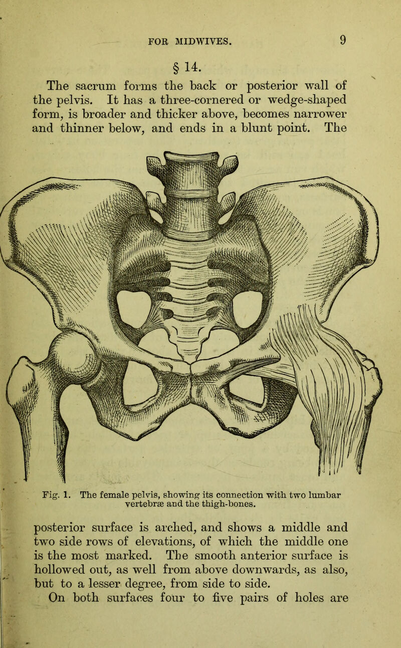 § 14. The sacrum forms the back or posterior wall of the pelvis. It has a three-cornered or wedge-shaped form, is broader and thicker above, becomes narrower and thinner below, and ends in a blunt point. The Fig. 1. The female pelvis, showing its connection with two lumbar vertebrae and the thigh-bones. posterior surface is arched, and shows a middle and two side rows of elevations, of which the middle one is the most marked. The smooth anterior surface is hollowed out, as well from above downwards, as also, but to a lesser degree, from side to side. On both surfaces four to five pairs of holes are