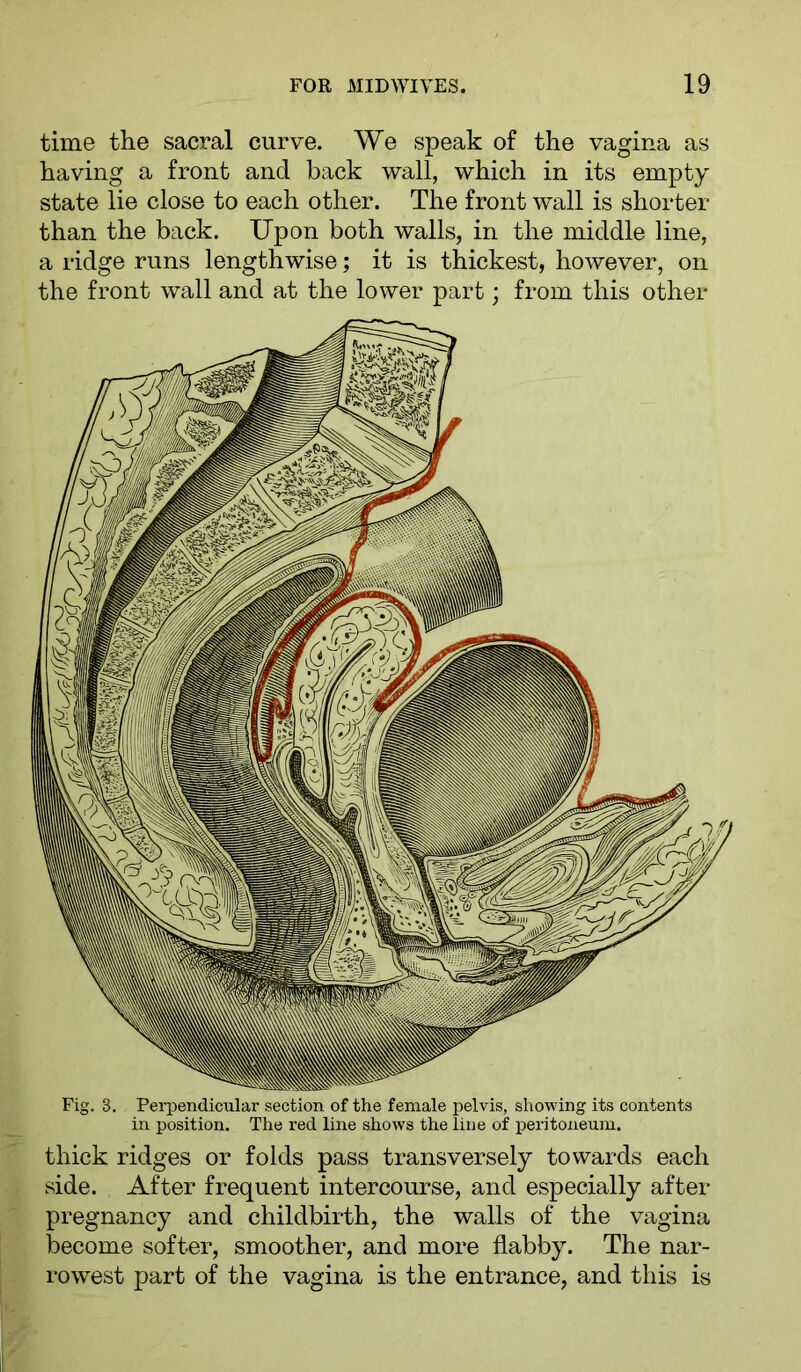 time the sacral curve. We speak of the vagina as having a front and back wall, which in its empty state lie close to each other. The front wall is shorter than the back. Upon both walls, in the middle line, a ridge runs lengthwise; it is thickest, however, on the front wall and at the lower part; from this other Fig. 3. Perpendicular section of the female pelvis, showing its contents in position. The red line shows the line of peritoneum. thick ridges or folds pass transversely towards each side. After frequent intercourse, and especially after pregnancy and childbirth, the walls of the vagina become softer, smoother, and more flabby. The nar- rowest part of the vagina is the entrance, and this is