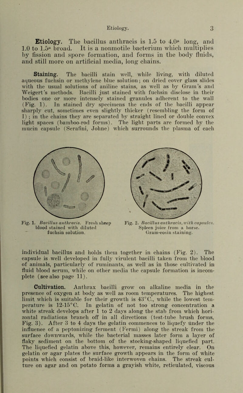 Etiology. The bacillus antliracis is 1.5 to 4.0^ long, and 1.0 to 1.5^^ broad. It is a iionmotile bacterium wbicb multiplies by fission and spore formation, and forms in the body fluids, and still more on artificial media, long- chains. Staining. The bacilli stain well, while living, with diluted aqueous fuchsin or methylene blue solution; on dried cover glass slides with the usual solutions of aniline stains, as well as by Gram’s and Weigert’s methods. Bacilli just stained with fuchsin disclose in their bodies one or more intensely stained granules adherent to the wall (Fig. 1). In stained dry specimens the ends of the bacilli appear sharply cut, sometimes even slightly thicker (resembling the form of I) ; in the chains they are separated by straight lined or double convex light spaces (bamboo-rod forms). The light parts are formed by the mucin capsule (Serafini, Johne) which surrounds the plasma of each individual bacillus and holds them together in chains (Fig. 2). The capsule is well developed in fully virulent bacilli taken from the blood of animals, particularly of ruminants, as well as in those cultivated in fluid blood seriim, while on other media the capsule formation is incom- plete (see also page 11). Cultivation. Anthrax bacilli grow on alkaline media in the presence of oxygen at body as well as room temperatures. The highest limit which is suitable for their growth is 43° C., while the lowest tem- perature is 12-15°C. In gelatin of not too strong concentration a white streak develops after 1 to 2 days along the stab from which hori- zontal radiations branch off in all directions (test-tube brush forms. Fig. 3). After 3 to 4 days the gelatin commences to liquefy under the influence of a peptonizing ferment (Fermi) along the streak from the surface downwards, while the bacterial masses later form a layer of flaky sediment on the bottom of the stocking-shaped liquefied part. The liquefied gelatin above this, however, remains entirely clear. On gelatin or agar plates the surface growth appears in the form of white points which consist of braid-like interwoven chains. The streak cul- ture on agar and on potato forms a grayish white, reticulated, viscous Fig. 1. Bacillus antliracis. Fresh sheep blood stained with diluted fuchsin solution. Fig. 2. Bacillus antliracis. with capsules. Spleen juice from a horse. Grain-eosin staining.