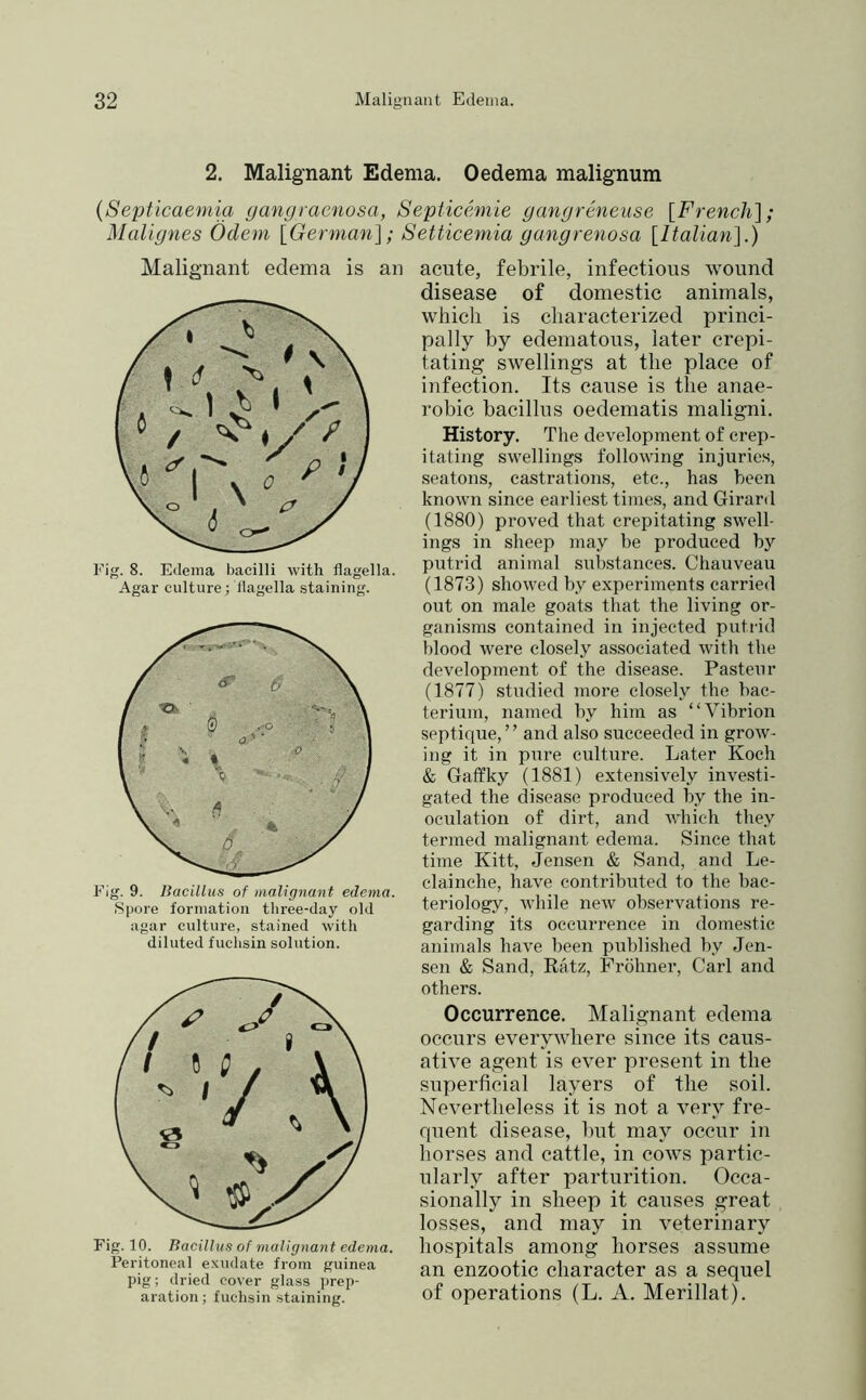 2. Malignant Edema. Oedema malignum {Septicaemia gangraenosa, Septicemie gangreneuse [French]; Malignes Ödem [German]; Setticemia gangrenosa [Italian].) Malignant edema is an Fig. 8. Edema bacilli with flagella. Agar culture; flagella staining. Fig. 9. Bacillus of malignant edema. Spore formation three-day old agar culture, stained witli diluted fuchsin solution. Fig. 10. Bacillus of malignant edema. Peritoneal exudate from guinea pig; dried cover glass ])rep- aration; fuchsin staining. acute, febrile, infectious wound disease of domestic animals, which is characterized princi- pally by edematous, later crepi- tating swellings at the place of infection. Its cause is the anae- robic bacillus oedematis maligni. History. Tlie development of crep- itating swellings following injuries, seatons, castrations, etc., has been known since earliest times, and Girard (1880) proved that crepitating swell- ings in sheep may be produced bj putrid animal substances. Chauveau (1873) showed by experiments carried out on male goats that the living or- ganisms contained in injected putidd blood were closely associated with the development of the disease. Pasteur (1877) studied more closely the bac- terium, named by him as “Vibrion septique, ” and also succeeded in grow- ing it in pfire culture. Later Koch & Gatfky (1881) extensively investi- gated the disease produced by the in- oculation of dirt, and which they termed malignant edema. Since that time Kitt, Jensen & Sand, and Le- clainehe, have contributed to the bac- teriology, while new observations re- garding its occurrence in domestic animals have been published hy Jen- sen & Sand, Ratz, Fröhner, Carl and others. Occurrence. Malignant edema occurs everywhere since its caus- ative agent is ever present in the superficial layers of the soil. Nevertheless it is not a very fre- quent disease, but may occur in horses and cattle, in cows partic- ularly after parturition. Occa- sionally in sheep it causes great losses, and may in veterinary hospitals among horses assume an enzootic character as a sequel of operations (L. A. Merillat).