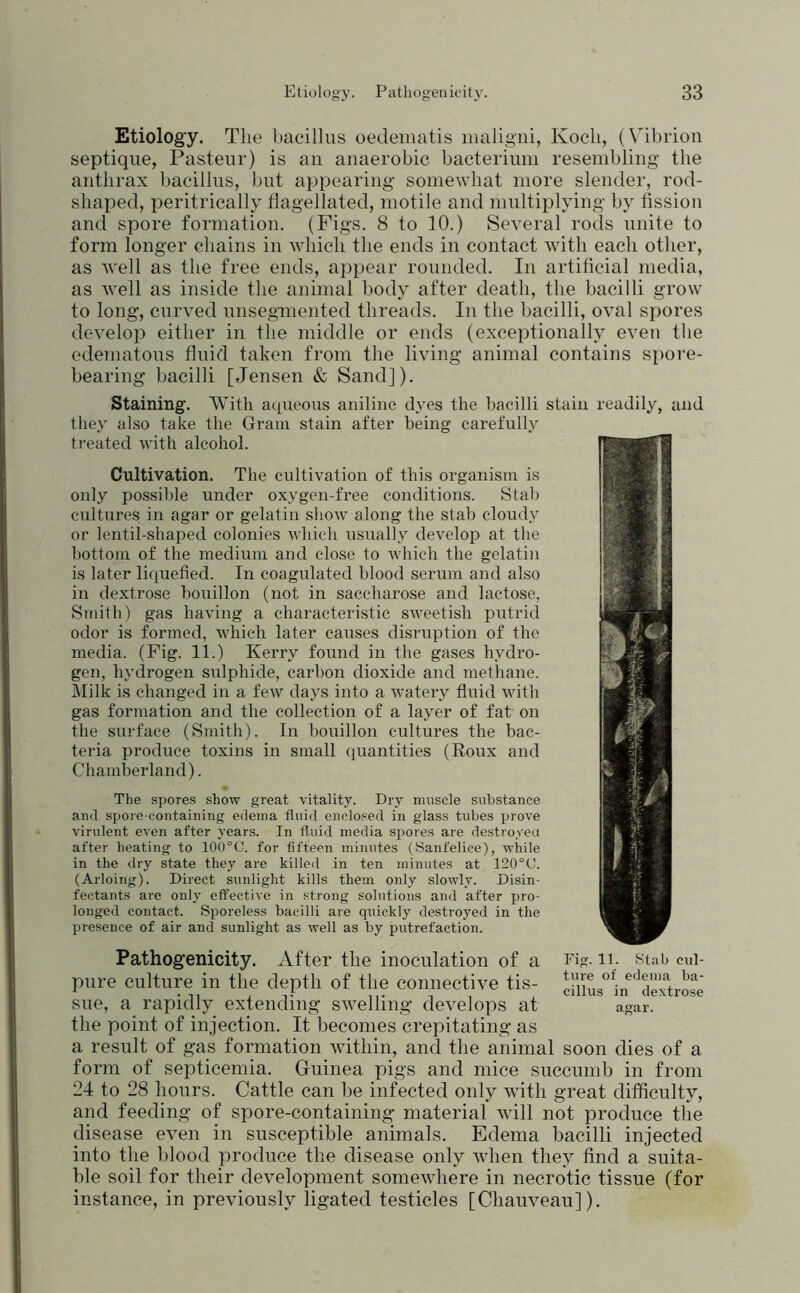 Etiology. The bacillus oedematis maligni, Koch, (V^ibrion septique, Pasteur) is an anaerobic bacterium resembling’ the anthrax bacillus, but appearing somewhat more slender, rod- shaped, peritrically flagellated, motile and multiplying by flssion and spore formation. (Figs. 8 to 10.) Several rods unite to form longer chains in which the ends in contact with each other, as well as the free ends, appear rounded. In artificial media, as well as inside the animal body after death, the bacilli grow to long, curved unsegmented threads. In the bacilli, oval spores develop either in the middle or ends (exceptionally even the edematous fluid taken from the living animal contains spore- bearing bacilli [Jensen & Sand]). Staining. With aqueous aniline dyes the bacilli stain readily, and they also take the Gram stain after being carefully treated with alcohol. Cultivation. The cultivation of this organism is only possible under oxygen-free conditions. Stab cultures in agar or gelatin show along the stab cloudy or lentil-shaped colonies which usually develop at the bottom of the medium and close to which the gelatin is later liquefied. In coagulated blood serum and also in dextrose bouillon (not in saccharose and lactose, Smith) gas having a characteristic sweetish putrid odor is formed, which later causes disruption of the media. (Fig. 11.) Kerry found in the gases hydro- gen, hydrogen sulphide, carbon dioxide and methane. Milk is changed in a few days into a watery fluid with gas formation and the collection of a layer of fat on the surface (Smith). In bouillon cultures the bac- teria produce toxins in small quantities (Roux and Chamberland). The spores show great vitality. Dry mnsele substance and spore-containing edema fluid enclosed in glass tubes prove virulent even after years. In fluid media spores are destroyed after heating to 100°C. for fifteen minutes (Sanfelice), while in the dry state they are killed in ten minutes at 120°C. (Arloing). Direct sunlight kills them only slowly. Disin- fectants are only effective in strong solutions and after pro- longed contact. Sporeless bacilli are quickly destroyed in the presence of air and sunlight as well as by putrefaction. Pathogenicity. After the inoculation of a Eig. ii. stab eui- pnre culture in the depth of the connective tis- sue, a rapidly extending swelling develops at agar, the point of injection. It becomes crepitating as a result of gas formation within, and the animal soon dies of a form of septicemia. Guinea pigs and mice succumb in from 24 to 28 hours. Cattle can be infected only wfith great difficulty, and feeding of spore-containing material will not produce the disease even in susceptible animals. Edema bacilli injected into the blood produce the disease only when they find a suita- ble soil for their development somewdiere in necrotic tissue (for instance, in previously ligated testicles [Chauveau]). I
