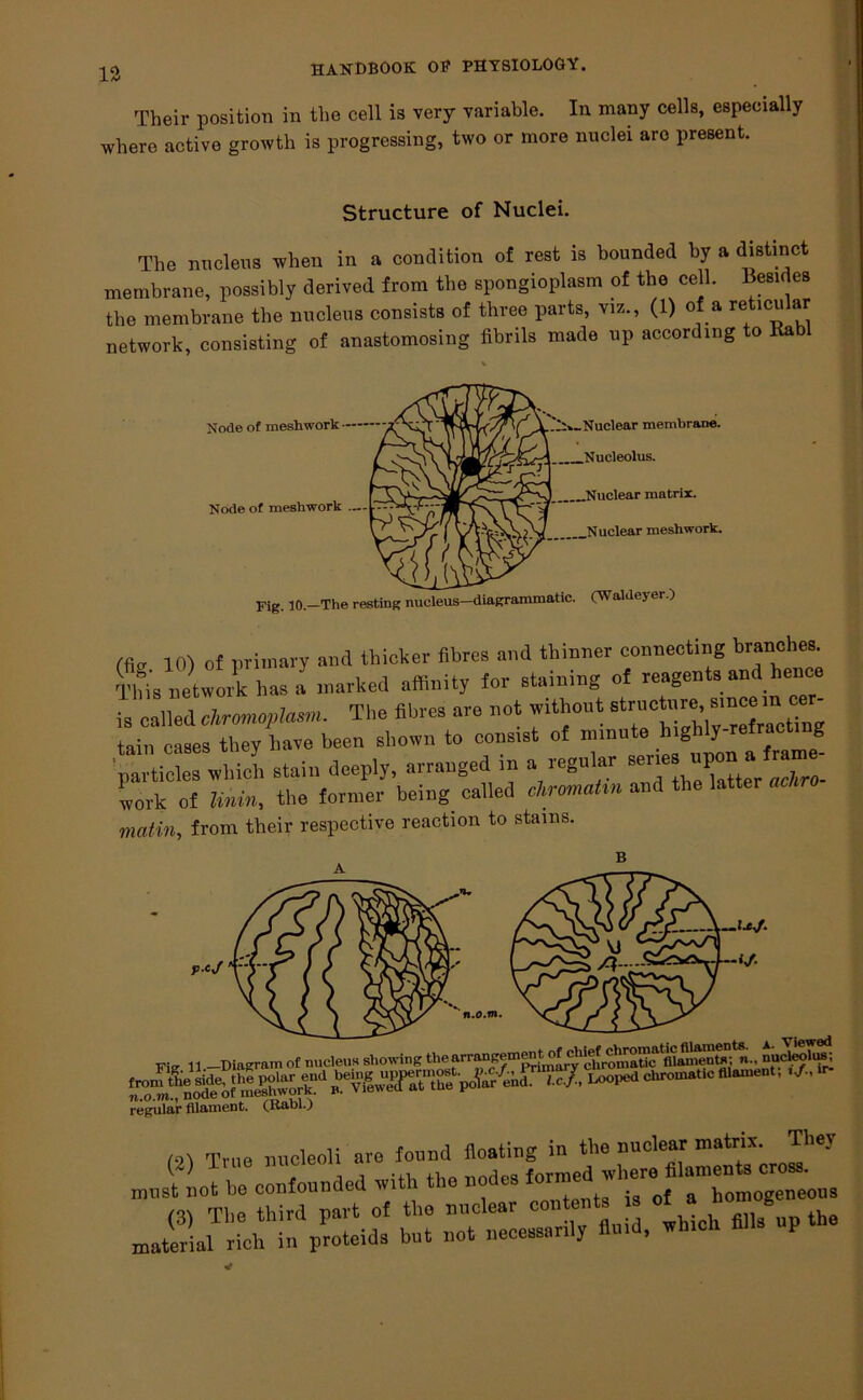 Their position in the cell is very variable. In many cells, especially where active growth is progressing, two or more nuclei are present. Structure of Nuclei. The nucleus when in a condition of rest is bounded by a distinct membrane, possibly derived from the spongioplasm of the cell. Besides the membrane the nucleus consists of three parts, viz., (1) of a reticular network, consisting of anastomosing fibrils made up according to Rabl Node of mesh work Node of meshwork ... Nuclear membrane. Nucleolus. Nuclear matrix. Nuclear meshwork. Fig. 10.—The resting nucleus—diagrammatic. (Waldej er j rficr 10) of primary and thicker fibres and thinner connecting branches. This network has a marked affinity for staining of reagents and hence is called chromoplasm. The fibres are not without ’ tain cases they have been shown to consist of minute highly-refracti g p“WhiI stain deeply, arranged in a regular work of Unin, the former being called chrcmaim and the latter matin, from their respective reaction to stains. B Fig 11 -Diagram of nucleus showing thearrangemerit of n.. nucleolus; Iaooped chromatic fl.ament, regular filament. (Rabl.) m Tru0 nucleoli are found floating in the nuclear matrix. They must not be confounded with the nodes (3) The third part of the nuclear contorts » ^ the material rich in proteids but not necessan y