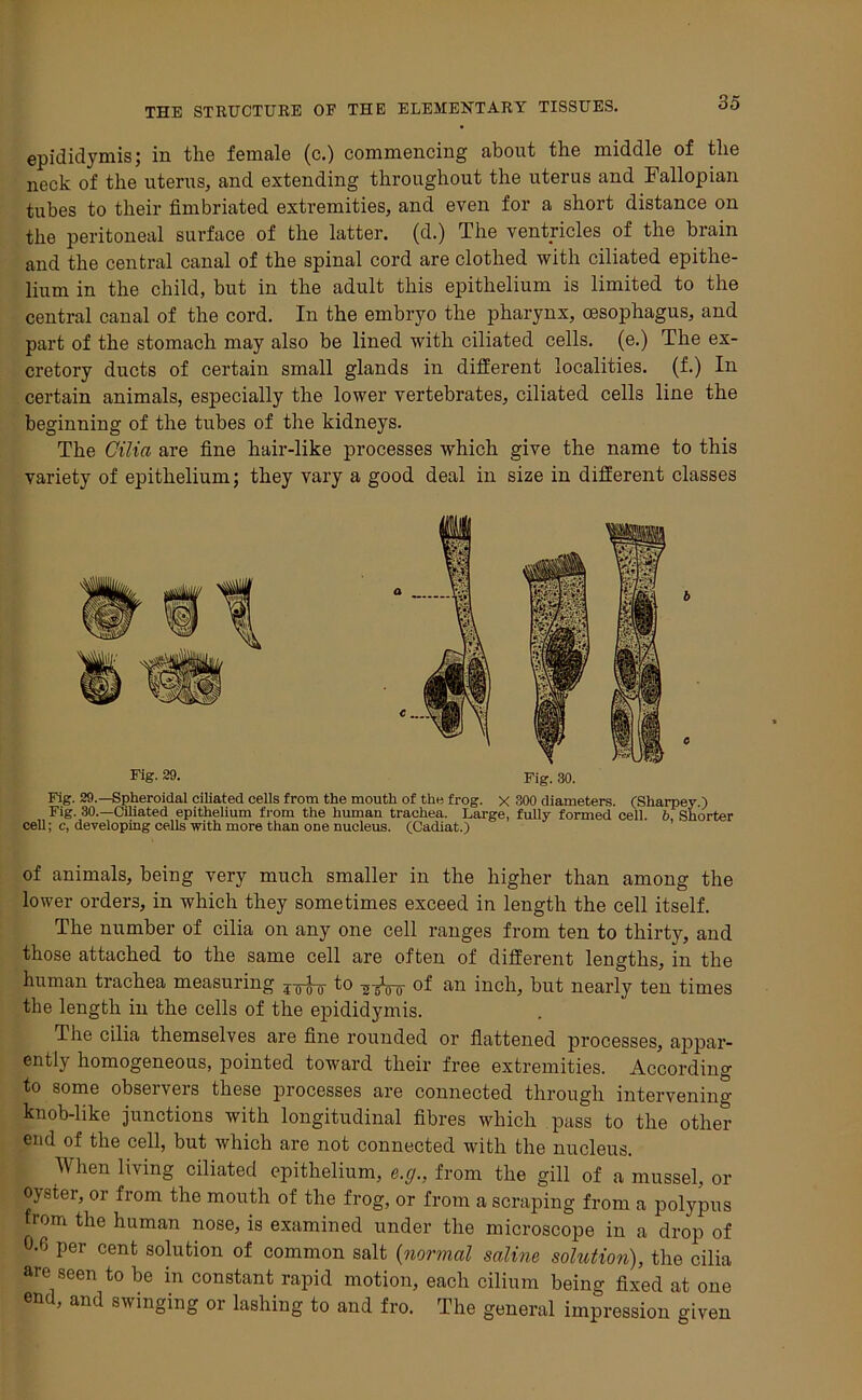 epididymis; in the female (c.) commencing about the middle of the neck of the uterus, and extending throughout the uterus and Fallopian tubes to their fimbriated extremities, and even for a short distance on the peritoneal surface of the latter, (d.) The ventricles of the brain and the central canal of the spinal cord are clothed with ciliated epithe- lium in the child, but in the adult this epithelium is limited to the central canal of the cord. In the embryo the pharynx, oesophagus, and part of the stomach may also be lined with ciliated cells, (e.) The ex- cretory ducts of certain small glands in different localities, (f.) In certain animals, especially the lower vertebrates, ciliated cells line the beginning of the tubes of the kidneys. The Cilia are fine hair-like processes which give the name to this variety of epithelium; they vary a good deal in size in different classes Fig- 29- Fig. 30. Fig. 29.—Spheroidal ciliated cells from the mouth of the frog. X 300 diameters. (Sharper ) Fig. 30.—Ciliated epithelium from the human trachea. Large, fully formed cell, b Shorter cell; c, developing cells with more than one nucleus. (Cadiat.) of animals, being very much smaller in the higher than among the lower orders, in which they sometimes exceed in length the cell itself. The number of cilia on any one cell ranges from ten to thirty, and those attached to the same cell are often of different lengths, in the human trachea measuring to -g-gVo of an inch, but nearly ten times the length in the cells of the epididymis. The cilia themselves are fine rounded or flattened processes, appar- ently homogeneous, pointed toward their free extremities. According to some obseivers these processes are connected through intervening knob-like junctions with longitudinal fibres which pass to the other end of the cell, but which are not connected with the nucleus. When living ciliated epithelium, e.g., from the gill of a mussel, or oyster, or from the mouth of the frog, or from a scraping from a polypus from the human nose, is examined under the microscope in a drop of 0,6 per cent solution of common salt (normal saline solution), the cilia are seen to be in constant rapid motion, each cilium being fixed at one end, and swinging or lashing to and fro. The general impression given