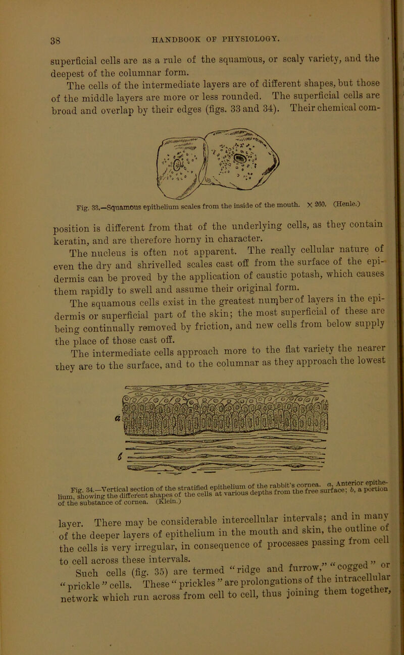 superficial cells are as a rule of the squamous, or scaly variety, and the deepest of the columnar form. The cells of the intermediate layers are of different shapes, but those of the middle layers are more or less rounded. The superficial cells are broad and overlap by their edges (figs. 33 and 34). Their chemical com- Fig. 33.—Squamous epithelium scales from the inside of the mouth. X 260, (Henle.) position is different from that of the underlying cells, as they contain keratin, and are therefore horny in character. The nucleus is often not apparent. The really cellular nature of even the dry and shrivelled scales cast off from the surface of the epi- dermis can be proved by the application of caustic potash, which causes them rapidly to swell and assume their original form. The squamous cells exist in the greatest number of layers in the epi- dermis or superficial part of the skin; the most superficial of these are being continually removed by friction, and new cells from below supply the place of those cast off. The intermediate cells approach more to the flat variety the nearer they are to the surface, and to the columnar as they approach the lowest of the substance of cornea. (Klein.) layer. There may be considerable intercellular intervals; and in many of the deeper layers of epithelium in the mouth and skin, the oufime o the cells is very irregular, in consequence of processes passing rom ce to cell across these intervals. „ „ H» nr Such cells (fig. 35) are termed “ridge and furrow, cosg « prickle ” cells. These “ prickles ” are prolongations of the in tracen network which run across from cell to cell, thus joining them together.
