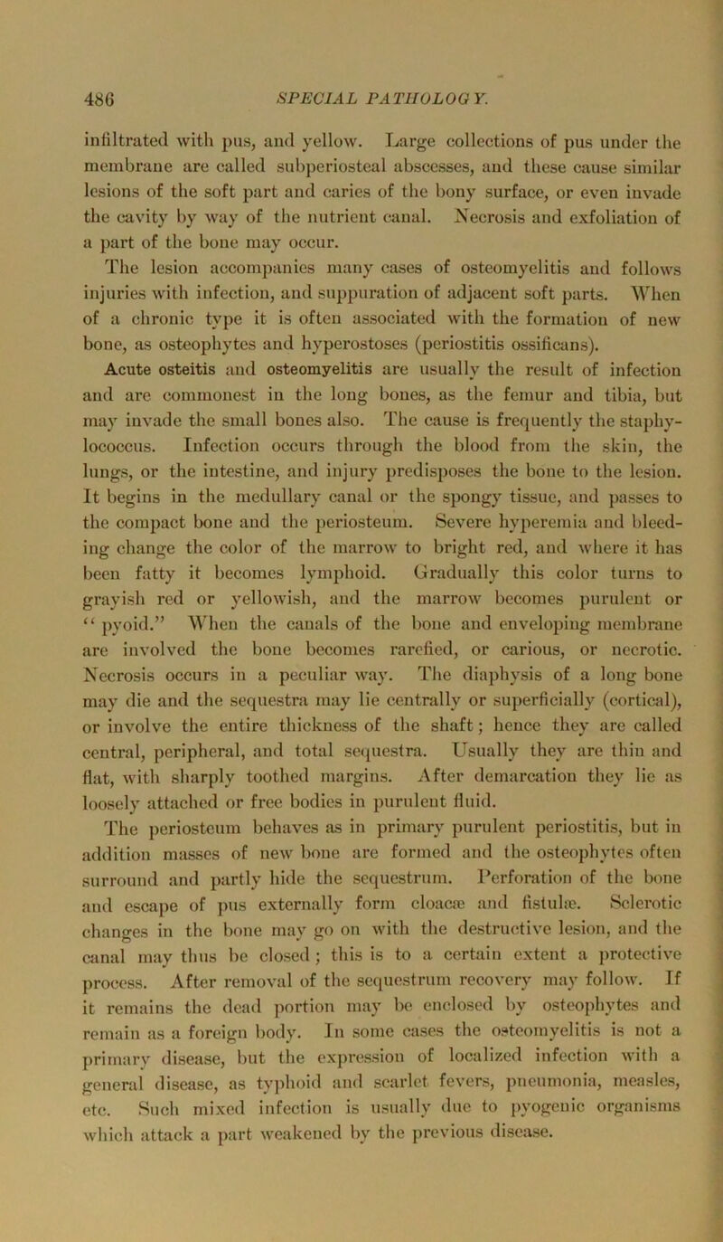infiltrated with pus, and yellow. Large collections of pus ander the membrane are called subperiosteal abscesses, and these cause similar lesions of the soft part and caries of the bony surface, or even invade the cavity by way of the nutrieut caual. Necrosis and exfoliation of a part of the boue niay occur. The lesion accompanies niany cases of Osteomyelitis and follows injuries with infection, and suppuration of adjaceut soft parts. When of a chronic type it is often associated with the formatiou of new bone, as osteophytcs and hyperostoses (periostitis ossificans). Acute Osteitis and Osteomyelitis are usually the result of infection and are conimouest in the long bones, as the feiuur and tibia, but may invade the small bones also. The cause is frerpiently tlie staphy- lococcus. Infection occurs through the blood from the skin, the längs, or the iutestine, and injury predisposes the bone to the lesion. It begins in the medullary canal or the spongy tissue, and passes to the compact bone and the periosteum. Severe hyperemia and bleed- ing change the color of the marrow to bright red, and Avhere it has beeil fatty it becoraes lymphoid. Gradually this color turns to grayish red or yellowish, and the marrow becomes purulent or “ pyoid.” Wheu the cauals of the boue and envelopiug membrane are involved the bone becomes rarefied, or carious, or necrotic. Necrosis occurs in a peculiar way. The diajihysis of a long bone may die and the sequestra raay lie centrally or superficially (cortical), or involve the entire thickness of the shaft; hence they are called central, peripheral, and total sequestra. Usually they are thin and flat, with sharply toothed margins. After demarcation they lie as loosely attached or free bodies in purulent fluid. The periosteum behaves as in primary purulent periostitis, but in addition masses of new bone are formed and the osteophytcs often Surround and partly hide the scqucstrum. Perforation of the bone and escape of pus externally form cloacm and fistuhe. Sclerotic changes in the bone may go on with the destructive lesion, and the canal may thus be closed ; this is to a certain extent a protective process. After removal of the sequestrum recovery may follow. If it remains the dead portion may Ixi encloscd by osteophytcs and rernain as a foreign body. In .some cases the Osteomyelitis is not a primary disease, but the expressioii of localized infection with a general disease, as typhoid and scarlct fevers, pneunionia, measles, etc. Such mixed infection is usually due to pyogenic organisms which attack a part weakened by the previous disease.
