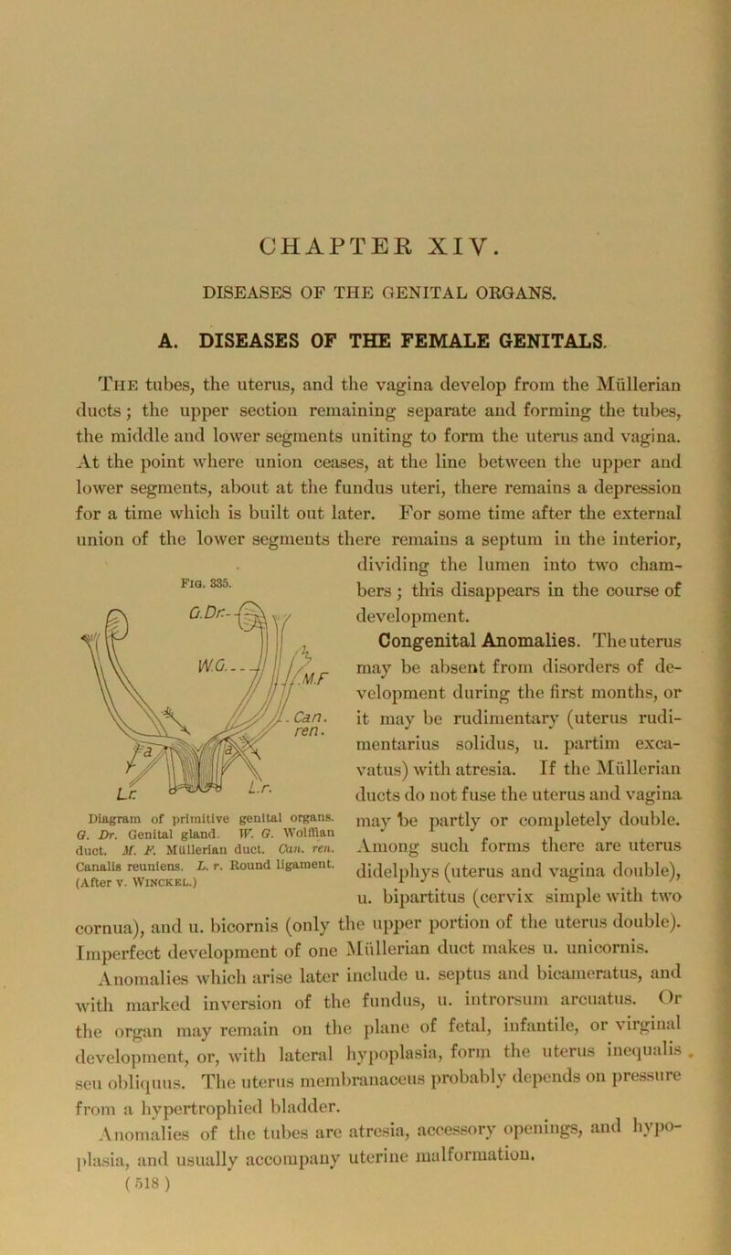 CHAPTEE, XIV. DISEASES OF THE GENITAL ORGANS. A. DISEASES OF THE FEMALE GENITALS. Thp' tiibes, the uterus, and the vagina develop from the Müllerian ducts; the upper sectiou remaining separate and forming the tubes, the middle and lower segments uniting to form the uterus and vagina. At the point where union ceases, at the line between the upper and lower Segments, about at the fundus uteri, there remains a depression for a time which is built out later, For some time after the external Union of the lower segments there remains a septum in the interior, dividing the lumen into two cham- bers ; this disappears in the course of development. Congenital Anomalies. The uterus may be absent from disorders of de- velopment during the first months, or it may be rudimentary (uterus rudi- mentarius solidus, u. partim exca- vatus) with atresia. If the Müllerian ducts do not fuse the uterus and vagina may be partly or completely double. Aniong such forms there are uterus didelphys (uterus and vagina double), u. bipartitus (cervix simple with two cornua), and u. bicornis (only the upper portion of the uterus double). Imperfect development of one Müllerian duct makes u. unicornis. Anomalies Avhich arise later include u. septus and bicameratus, and with marked in Version of the fundus, u. iutrorsum arcuatus. Or the Organ may remain on the plane of fetal, infantile, or virginal development, or, with lateral hypoplasia, form the uterus inequalis , seu obliquus. The uterus membranaceus probably depends on i)re.ssure from a hypertrophied bladder. Anomalies of the tubes are atresia, aecessory openings, and hypo- ])lasia, and usually accompauy uterine lualformatiou. () Fia. 335. Diagram of primitive genitai Organs. G. i>r. Genital gland. W. Q. Wolfiian duct. M. F. Müllerian duct. Can. ren. Canalis reunlens. L. r. Round ligament. (After V. WiNCKEL.)