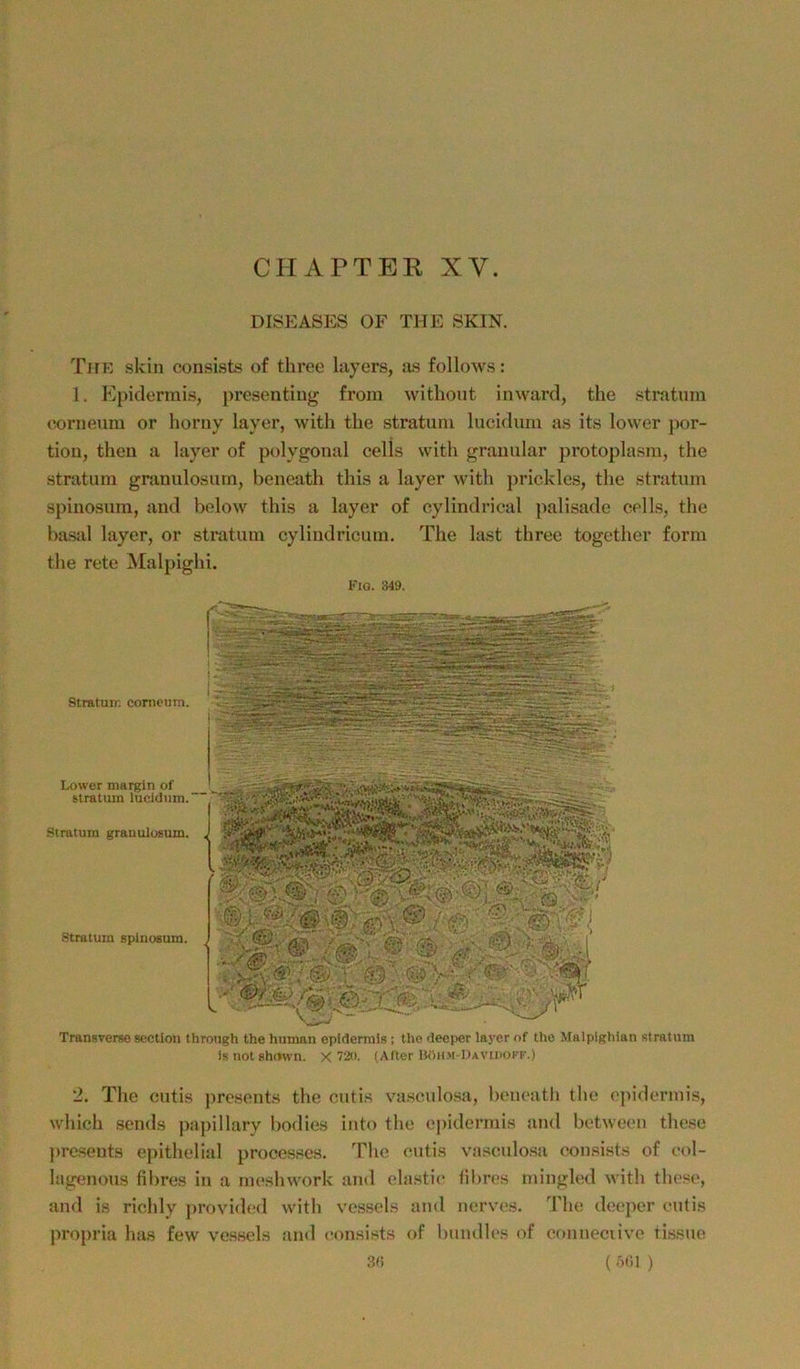 DISEASES OF THE SKIN. Tue skin consists of three kiyers, as follows; 1. Epidermis, presentiug froin witbout inward, the Stratum (iorneum or horny layer, with tlie stratum lucidum as its lower jwr- tiou, theu a layer of polygonal cells with granulär protoplasm, the Stratum granulosurn, beneath this a layer with prickles, the stratum spinosum, and bolow this a layer of oylindrical jialisade cells, the basal layer, or stratum cyliudricum. The last three together form the rete Älalpighi. FlO. 349. Transverse section throngh the human epidermia ; the deejwr laj-er of the Malplghian afratum isnotahrtwn. X 72(t. (Aller U»h.m-1)avii)OFF.) 2. The cutis presents the cutis va.sculosa, bmieath the ejiidermis, which sends papillary bodies into the epidermis and between these prc.sents epithelial processes. The cutis vasculosa consists of col- lagenous fibres in a mcshwork and elastic tilires mingled with the.«e, and is richly jtrovidcd with vesscls ;ind ncrves. The deejier cutis propria has few ve.ssels and c<)iisists of bundlc.‘i of conneciive tissue 81) ( Ölil )