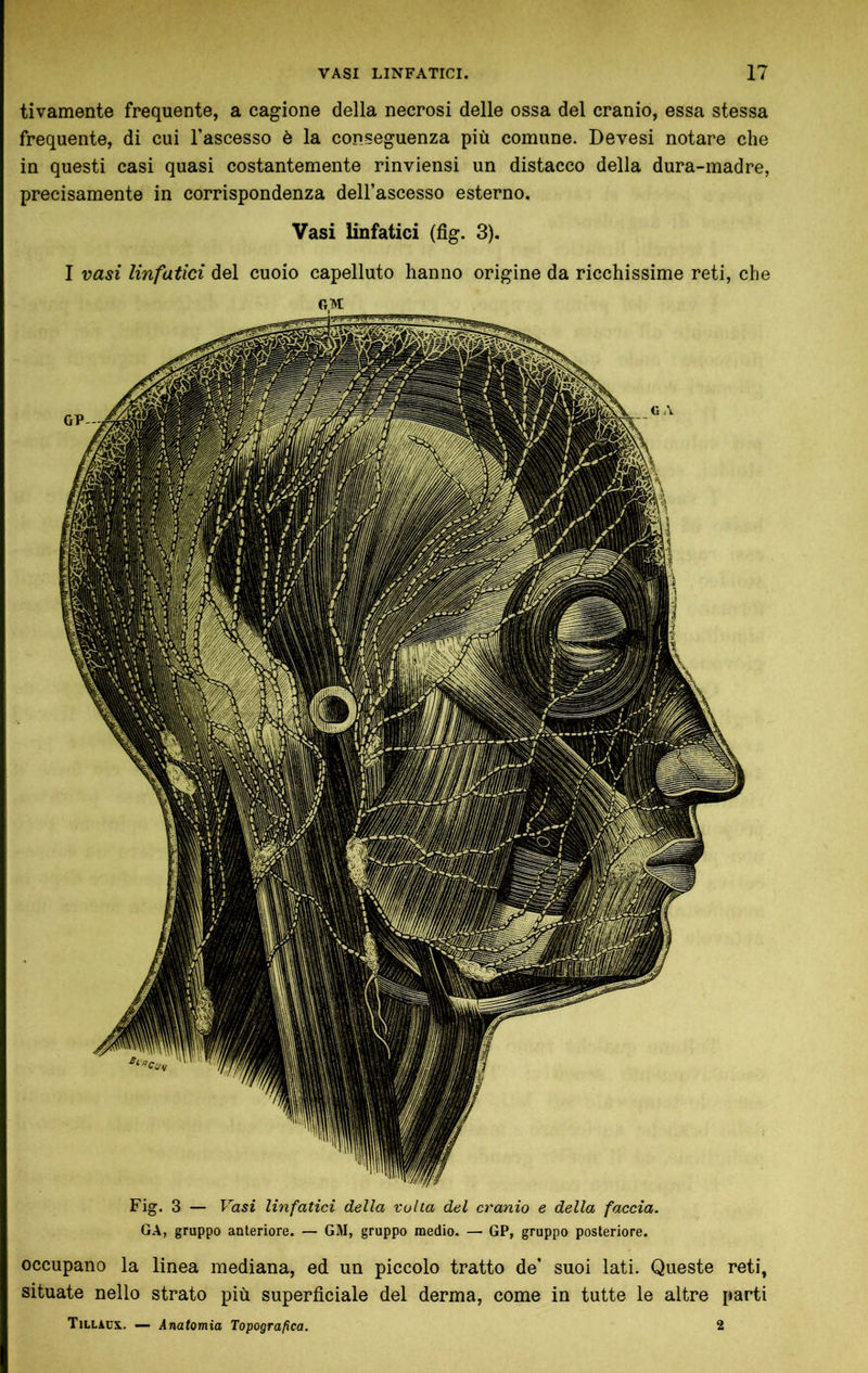 tivamente frequente, a cagione della necrosi delle ossa del cranio, essa stessa frequente, di cui l’ascesso è la conseguenza più comune. Devesi notare che in questi casi quasi costantemente rinviensi un distacco della dura-madre, precisamente in corrispondenza dell’ascesso esterno. Vasi linfatici (fig. 3). I vasi linfatici del cuoio capelluto hanno origine da ricchissime reti, che Fig. 3 — Vasi linfatici della volta del cranio e della faccia. GA, gruppo anteriore. — GI\I, gruppo medio. — GP, gruppo posteriore. occupano la linea mediana, ed un piccolo tratto de’ suoi lati. Queste reti, situate nello strato più superficiale del derma, come in tutte le altre parti Tillaux. — Anatomia Topografica. 2