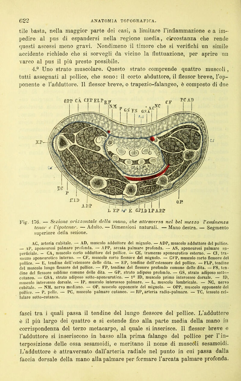 tile basta, nella maggior parte dei casi, a limitare l’infiammazione e a im- pedire al pus di espandersi nella regione media, ckcostanza che rende questi ascessi meno gravi. Nondimeno il timore che si verifichi un simile accidente richiede che si sorvegli da vicino la fluttuazione, per aprire un varco al pus il più presto possibile. 4.® Uno strato muscolare. Questo strato comprende quattro muscoli, tutti assegnati al pollice, che sono: il corto abduttore, il flessor breve, l’op- ponente e l’adduttore. Il flessor breve, o trapezio-falangeo, è composto di due 0.P.P C.i C.F.P P.C A.D A.p.r RP Fig. 176. — Sezione orizzontale della rnano, che attraversa nel bel mezzo Veminenza tenar e Vipotenar. — Adulto, — Dimensioni naturali. — Mano destra. — Segmento superiore della sezione. AG, arteria cubitale. — AD, muscolo adduttore del mignolo. — ADP, muscolo adduttore del pollice. — AP, aponeurosi palmare profonda. — APP, arcata palmare profonda. — AS, aponeurosi palmare su- perGciale. — CA, muscolo corto adduttore del pollice. — CE, tramezzo aponeurotico esterno. — Gl, tra- mezzo aponeurotico interno. — GF, muscolo corto flessore del mignolo. — GKP, muscolo corto flessore del pollice. — E, tendine dell’estensore delle dita. — EP, tendine dell’estensore del pollice. — FLP, tendine del muscolo lungo flessore del pollice. — FP, tendine del flessore profondo comune delle dita. — FS, ten- dine del flessore sublime comune delle dita. — GP, strato adiposo profondo. — GS, strato adiposo sotto- cutaneo. — GS.\, strato adiposo sotto-aponeurotico. — ID, muscolo primo interosseo dorsale. — ID, muscolo interosseo dorsale. — IP, muscolo interosseo palmare. — L, muscolo lombricale. — NC, nervo cubitale. — NM, nervo mediano. — OP, muscolo opponente del mignolo. — OPP, muscolo opponente del pollice. — P, pelle. —> PC, muscolo palmare cutaneo. — RP, arteria radio-palmare. — TC, tessuto cel- lulare sotto-cutaneo. lasci tra i quali passa il tendine del lungo flessore del pollice. L’adduttore è il più largo dei quattro e si estende fino alla parte media della mano in corrispondenza del terzo metacarpo, al quale si inserisce. Il flessor breve e l’adduttore si inseriscono in basso alla prima falange del pollice per l’in- terposizione delle ossa sesamoidi, e meritano il nome di muscoli sesamoidi. L’adduttore è attraversato dall’arteria radiale nel punto in cui passa dalla faccia dorsale della mano alla palmare per formare l’arcata palmare profonda.