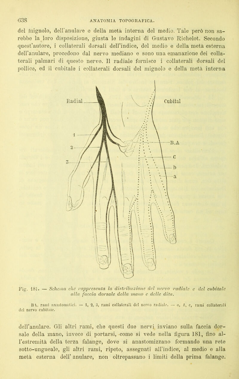 del lìiignolo, deU'aRulare e della metà interna del medio. Tale però non sa- rebbe la loro disposizione, giusta le indagini di Gustavo Richelot. Secondo quest’autore, i collaterali dorsali dell’indice, del medio e della metà esterna dell’anulare, procedono dal nervo mediano e sono una emanazione dei colla- terali palmari di questo nervo. Il radiale fornisce i collaterali dorsali del pollice, ed il cubitale i collaterali dorsali del mignolo e della metà interna Fig. 181. — Schema che rappresenta la distribuzione del nervo radiale e del cubitale alla faccia dorsale della mano e delle dita. B\, rami anastornotici. — 1, 2, 3, rami collalerali del nervo radiale. — a, b, c, rami collaterali del nervo cubitale. dell’anulare. Gli altri rami, che questi due nervi inviano sulla faccia dor- sale della mano, invece di portarsi, come si vede nella figura 181, fino al- l’estremità della terza falange, dove si anastomizzano formando una rete sotto-ungueale, gli altri rami, ripeto, assegnati aìl’indice, al medio e alla metà esterna dell’ anulare, non oltrepassano i limiti della prima falange.