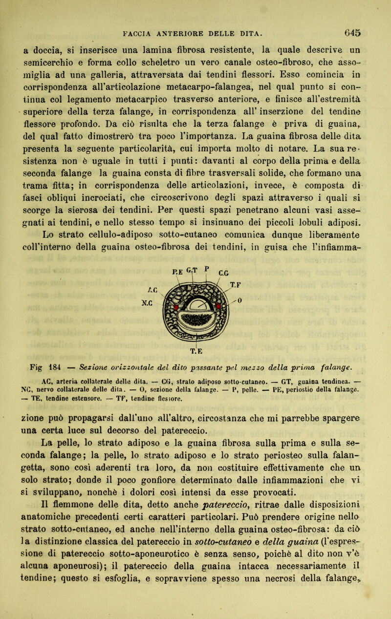 a doccia, si inserisce una lamina fibrosa resistente, la quale descrive un semicerchio e forma collo scheletro un vero canale osteo-fibroso, che asso- miglia ad una galleria, attraversata dai tendini fiessori. Esso comincia in corrispondenza all’articolazione metacarpo-falangea, nel qual punto si con- tinua col legamento metacarpico trasverso anteriore, e finisce all’estremità superiore della terza falange, in corrispondenza all’ inserzione del tendine flessore profondo. Da ciò risulta che la terza falange è priva di guaina, del qual fatto dimostrerò tra poco l’importanza. La guaina fibrosa delle dita presenta la seguente particolarità, cui importa molto di notare. La sua re- sistenza non è uguale in tutti i punti : davanti al corpo della prima e della seconda falange la guaina consta di fibre trasversali solide, che formano una trama fitta; in corrispondenza delle articolazioni, invece, è composta di fasci obliqui incrociati, che circoscrivono degli spazi attraverso i quali si scorge la sierosa dei tendini. Per questi spazi penetrano alcuni vasi asse- gnati ai tendini, e nello stesso tempo si insinuano dei piccoli lobuli adiposi. Lo strato cellulo-adiposo sotto-cutaneo comunica dunque liberamente coll’interno della guaina osteo-fibrosa dei tendini, in guisa che l’infiamma- T.F /O t.'e Fig 184 — Sezione orizzontale del dito passante pel mezzo della prima falange. AG, arteria collaterale delle di la. — G(ì, strato adiposo sotto cutaneo. — GT, guaina tendinea. — NG, nervo collaterale delle dila. — 0, sezione della falange. — P, pelle. — PE, periostio della falange. — TE, tendine estensore. — TF, lendine flessore. zione può propagarsi daU'uno all’altro, circostanza che mi parrebbe spargere una certa luce sul decorso del patereccio. La pelle, lo strato adiposo e la guaina fibrosa sulla prima e sulla se- conda falange; la pelle, lo strato adiposo e lo strato periosteo sulla falan- getta, sono così aderenti tra loro, da non costituire effettivamente che un solo strato; donde il poco gonfiore determinato dalle infiammazioni che vi si sviluppano, nonché i dolori così intensi da esse provocati. Il flemmone delle dita, detto anche patereccio, ritrae dalle disposizioni anatomiche precedenti certi caratteri particolari. Può prendere origine nello strato sotto-cutaneo, ed anche nell’interno della guaina osteo-fibrosa: da ciò la distinzione classica del patereccio in sotto-cutaneo e della guaina (l'espres- sione di patereccio sotto-aponeurotico è senza senso, poiché al dito non v’è alcuna aponeurosi); il patereccio della guaina intacca necessariamente il tendine; questo si esfoglia, e sopravviene spesso una necrosi della falange,.