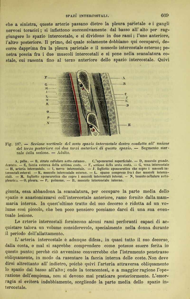 che a sinistra, queste arterie passano dietro la pleura parietale e i gangli nervosi toracici; si inflettono successivamente dal basso all’alto per rag- giungere lo spazio intercostale, e si dividono in due rami ; l’uno anteriore, l’altro posteriore. Il primo, del quale solamente dobbiamo qui occuparci, de- corre dapprima fra la pleura parietale e il muscolo intercostale esterno ; pe- netra poscia fra i due muscoli intercostali e si pone nella scanalatura co- stale, cui rasenta Ano al terzo anteriore dello spazio intercostale. Quivi Fig. 187. — Sezione verticale del sesto s'pazio intercostale destro condotta alV unione del terzo posteriore coi due terzi anteriori di questo spazio. — Segmento ster- nale della sezione. — Adulto. A, pelle. — B, strato cellulare sotto-cutaneo. CJaponeurosi superficiale. — D, muscolo grande, dentato. — E, faccia esterna della settima costa. — F, sezione della sesta costa. — G, vena intercostale — H, arteria intercostale. — I, nervo intercostale. — J, foglietto aponeurotico che copre i mnscoli in- tercostali esterni — K, muscolo intercostale esterno. — L, spazio compreso frai due muscoli interco- stali. — M, foglietto aponeurotico che copre i muscoli intercostali interni. — N, tessuto cellulare soUo- pleuricj. — 0, pleura. — P, polmone. — Po muscolo intercostale interno. giunta, essa abbandona la scanalatura, per occupare la parte media della spazio e anastomizzarsi coH’intercostale anteriore, ramo fornito dalla mam- maria interna. In quest’ultimo tratto del suo decorso è ridotta ad un vo- lume così piccolo, che ben poco pensiero possiamo darci di una sua even- tuale lesione. Le Erterie intercostali forniscono alcuni rami perforanti capaci di ac- quistare talora un volume considerevole, specialmente nella donna durante il periodo deU’allattamento. L’arteria intercostale è adunque difesa, in quasi tutto il suo decorso^ dalla costa, e mal si saprebbe comprendere come potesse essere ferita in questo punto; perchè ciò avvenisse converrebbe che l’istrumento penetrasse obliquamente, in modo da rasentare la faccia interna delle coste. Non deve dirsi altrettanto all’ indietro, poiché quivi l’arteria attraversa obliquamente lo spazio dal basso all’alto ; onde la toracentesi, e a maggior ragione l’ope- razione dell’empiema, non si devono mai praticare posteriormente. L’emor- ragia si eviterà indubbiamente, scegliendo la parte media dello spazio in- tercostale.