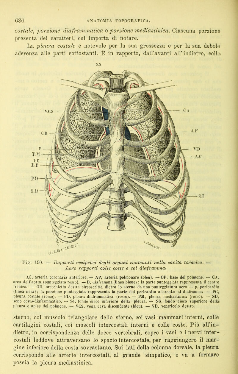 costale, porzione diaframmatica e porzione mediastinica. Ciascuna porzione presenta dei caratteri, cui importa di notare. La pleura costale è notevole per la sua grossezza e per la sua debole aderenza alle parti sottostanti. È in rapporto, dall’avanti all’ indietro, collo K.S Fig. i90. — Rapporti reciproci degli organi contenuti nella cavità toracica. — Loro rapporti colle coste e col diaframma. AC, artériel coronaria anteriore. — AP, arteria polmonare (blou). — BP, base del polmone. — CA^ arco dell’aorta (punto<'^iato rosso). —D, diaframma (linea bleue) ; la parte punteggiata rappresenta il centro ìrenico. — OD, orecchietta destra circoscritta dietro lo sterno da una punteggiatura nera. — p, pericardio 'linea nera); la porzione punteggiata rappresenta la parte del pericardio aderente al diaframma — PC, pleura costale (rosso). — PD, pleura diaframmatica (rosso). — PM, pleura mediastinica (rosso). — SD, seno costo-diaframmatico. — SI, fondo cieco infc^riore della pleura. — SS^ fondo cieco superiore della pleura e apice del polmone. — VCS, vena cava discendente (bleu). — VD, ventricolo destro. sterno, col muscolo triangolare dello sterno, coi vasi mammari interni, collo cartilagini costali, coi muscoli intercostali interni e colle coste. Più aU’in- dietro, in corrispondenza delle docce vertebrali, copre i vasi e i nervi inter- costali laddove attraversano lo spazio intercostale, per raggiungere il mar- gine inferiore della costa sovrastante. Sui lati della colonna dorsale, la pleura corrisponde alle arterie intercostali, al grande simpatico, e va a formare poscia la pleura mediastinica.