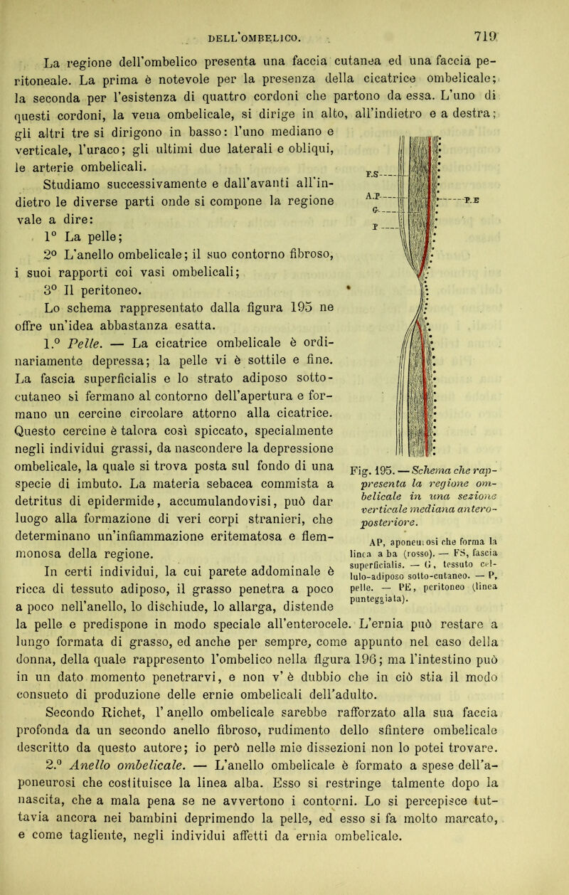 La regione deirombelico presenta una faccia cutanea ed una faccia pe- ritoneale. La prima è notevole per la presenza della cicatrice ombelicale; la seconda per 1’esistenza di quattro cordoni che partono da essa. L’uno di questi cordoni, la vena ombelicale, si dirige in alto, all’indietro e a destra; gli altri tre si dirigono in basso: l’uno mediano e verticale, l’uraco ; gli ultimi due laterali e obliqui, le arterie ombelicali. Studiamo successivamente e dall’avanti all'in- dietro le diverse parti onde si compone la regione vale a dire: 1° La pelle; 2® L’anello ombelicale; il suo contorno fibroso, i suoi rapporti coi vasi ombelicali; 3^ Il peritoneo. Lo schema rappresentato dalla figura 195 ne offre un’idea abbastanza esatta. 1. *^ Pelle. — La cicatrice ombelicale è ordi- nariamente depressa; la pelle vi è sottile e fine. La fascia superficialis e lo strato adiposo sotto- cutaneo si fermano al contorno dell’apertura e for- mano un cercine circolare attorno alla cicatrice. Questo cercine è talora così spiccato, specialmente negli individui grassi, da nascondere la depressione ombelicale, la quale si trova posta sul fondo di una specie di imbuto. La materia sebacea commista a détritus di epidermide, accumulandovisi, può dar luogo alla formazione di veri corpi stranieri, che determinano un’infiammazione eritematosa e flem- monosa della regione. In certi individui, la cui parete addominale è ricca di tessuto adiposo, il grasso penetra a poco a poco nell’anello, lo dischiude, lo allarga, distende la pelle e predispone in modo speciale all’enterocele. L’ernia può restare a lungo formata di grasso, ed anche per sempre, come appunto nel caso della donna, della quale rappresento l’ombelico nella figura 196; ma l’intestino può in un dato momento penetrarvi, e non v’è dubbio che in ciò stia il modo consueto di produzione delle ernie ombelicali deiradulto. Secondo Richet, 1’ anello ombelicale sarebbe rafforzato alla sua faccia profonda da un secondo anello fibroso, rudimento dello sfintere ombelicale descritto da questo autore; io però nelle mie dissezioni non lo potei trovare. 2. ^ Anello ombelicale. — L’anello ombelicale è formato a spese delFa- poneurosi che costituisce la linea alba. Esso si restringe talmente dopo la nascita, che a mala pena se ne avvertono i contorni. Lo si percepisce tut- tavia ancora nei bambini deprimendo la pelle, ed esso si fa molto marcato, e come tagliente, negli individui affetti da ernia ombelicale. Fig. 195. — Schema che rap- presenta la regione om- belicale in una sezione verticale mediana antero- posteriore. AP, aponeuiosi che forma la linea a ba (rosso). — FS, fascia superflcialis. — G, tessuto cel- lulo-adiposo solto-cutaneo. — P, pelle. — PE, peritoneo (linea punteggiata).