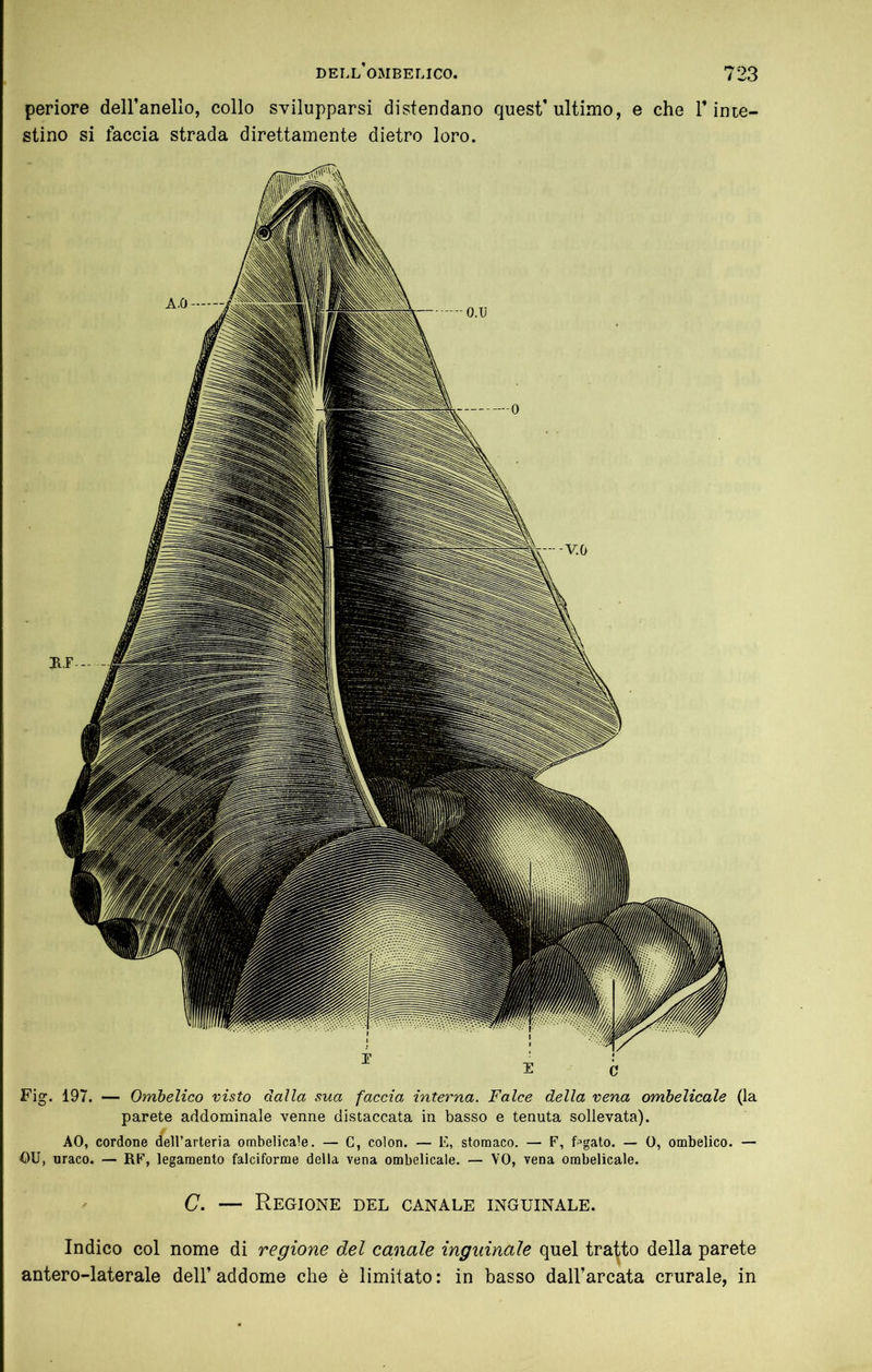 periore deH’anello, collo svilupparsi distendano quest’ultimo, e che rime- stino si faccia strada direttamente dietro loro. Fig. 197. — Ombelico visto dalla sua faccia interna. Falce della vena ombelicale (la parete addominale venne distaccata in basso e tenuta sollevata). AO, cordone deH’arteria ombelicale. — C, colon. — E, stomaco. — F, fegato. — 0, ombelico. — OU, uraco. — RF, legamento falciforme della vena ombelicale. — VO, vena ombelicale. C. — Regione del canale inguinale. Indico col nome di regione del canale inguinale quel tratto della parete antero-laterale dell’addome che è limitato: in basso dall’arcata crurale, in