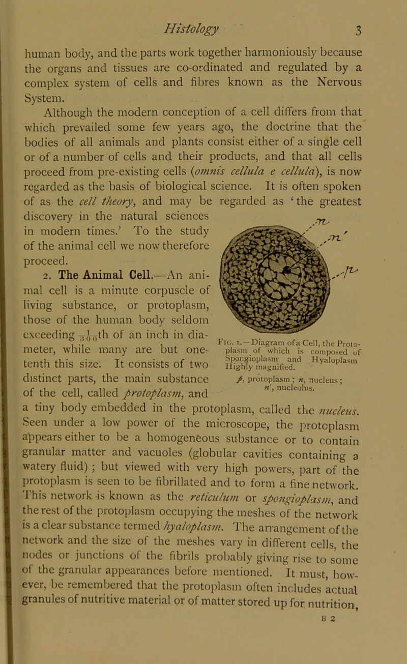 .rru human body, and the parts work together harmoniously because the organs and tissues are co-ordinated and regulated by a complex system of cells and fibres known as the Nervous System. Although the modern conception of a cell differs from that which prevailed some few years ago, the doctrine that the bodies of all animals and plants consist either of a single cell or of a number of cells and their products, and that all cells proceed from pre-existing cells (omnis cellula e cellula), is now regarded as the basis of biological science. It is often spoken of as the cell theory, and may be regarded as ‘ the greatest discovery in the natural sciences in modern times.’ To the study of the animal cell we now therefore proceed. 2. The Animal Cell.—An ani- mal cell is a minute corpuscle of living substance, or protoplasm, those of the human body seldom exceeding T|’)0th of an inch in dia- meter, while many are but one- tenth this size. It consists of two distinct parts, the main substance of the cell, called protoplasm, and a tiny body embedded in the protoplasm, called the nucleus. Seen under a low power of the microscope, the protoplasm appears either to be a homogeneous substance or to contain granular matter and vacuoles (globular cavities containing a watery fluid) ; but viewed with very high powers, part of die protoplasm is seen to be fibrillated and to form a fine network. 1 his network -is known as the reticulum or spongioplasm, and the rest of the protoplasm occupying the meshes of the network is a clear substance termed hyaloplasm. The arrangement of the network and the size of the meshes vary in different cells the nodes or junctions of the fibrils probably giving rise to some of the granular appearances before mentioned. It must, how- ever, be remembered that the protoplasm often includes actual granules of nutritive material or of matter stored up for. nutrition Fig. i.—Diagram ofa Cell, [lie Proto- plasm of which is composed of Spongioplasm and Hyaloplasm Highly magnified. /, protoplasm; «, nucleus; nucleolus.