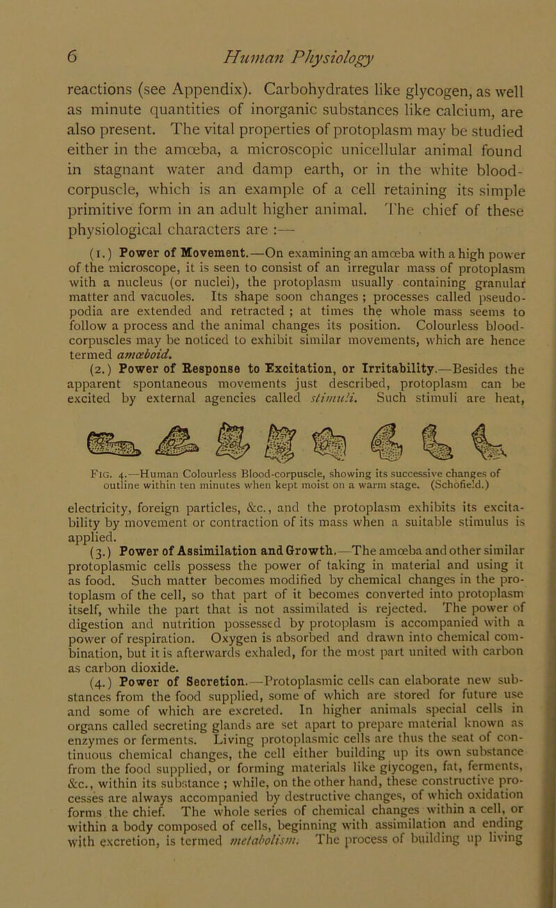 reactions (see Appendix). Carbohydrates like glycogen, as well as minute quantities of inorganic substances like calcium, are also present. The vital properties of protoplasm may be studied either in the amoeba, a microscopic unicellular animal found in stagnant water and damp earth, or in the white blood- corpuscle, which is an example of a cell retaining its simple primitive form in an adult higher animal. The chief of these physiological characters are :— (i.) Power of Movement.—On examining an amoeba with a high power of the microscope, it is seen to consist of an irregular mass of protoplasm with a nucleus (or nuclei), the protoplasm usually containing granular matter and vacuoles. Its shape soon changes; processes called pseudo- podia are extended and retracted ; at times the whole mass seems to follow a process and the animal changes its position. Colourless blood- corpuscles may be noticed to exhibit similar movements, which are hence termed amoeboid. (2.) Power of Kesponse to Excitation, or Irritability.—Besides the apparent spontaneous movements just described, protoplasm can be excited by external agencies called stimuli. Such stimuli are heat, Fig. 4.—Human Colourless Blood-corpuscle, showing its successive changes of outline within ten minutes when kept moist on a warm stage. (Schofield.) electricity, foreign particles, &c., and the protoplasm exhibits its excita- bility by movement or contraction of its mass when a suitable stimulus is applied. (3.) Power of Assimilation and Growth.—The amoeba and other similar protoplasmic cells possess the power of taking in material and using it as food. Such matter becomes modified by chemical changes in the pro- toplasm of the cell, so that part of it becomes converted into protoplasm itself, while the part that is not assimilated is rejected. The power of digestion and nutrition possessed by protoplasm is accompanied with a power of respiration. Oxygen is absorbed and drawn into chemical com- bination, but it is afterwards exhaled, for the most part united with carbon as carbon dioxide. (4.) Power of Secretion.—Protoplasmic cells can elaborate new sub- stances from the food supplied, some of which are stored for future use and some of which are excreted. In higher animals special cells in organs called secreting glands are set apart to prepare material known as enzymes or ferments. Living protoplasmic cells are thus the seat of con- tinuous chemical changes, the cell either building up its own substance from the food supplied, or forming materials like giycogen, fat, ferments, &c., within its substance ; while, on the other hand, these constructive pro- cesses are always accompanied by destructive changes, of which oxidation forms the chief. The whole series of chemical changes within a cell, or within a body composed of cells, beginning with assimilation and ending with excretion, is termed metabolism. The process of building up living