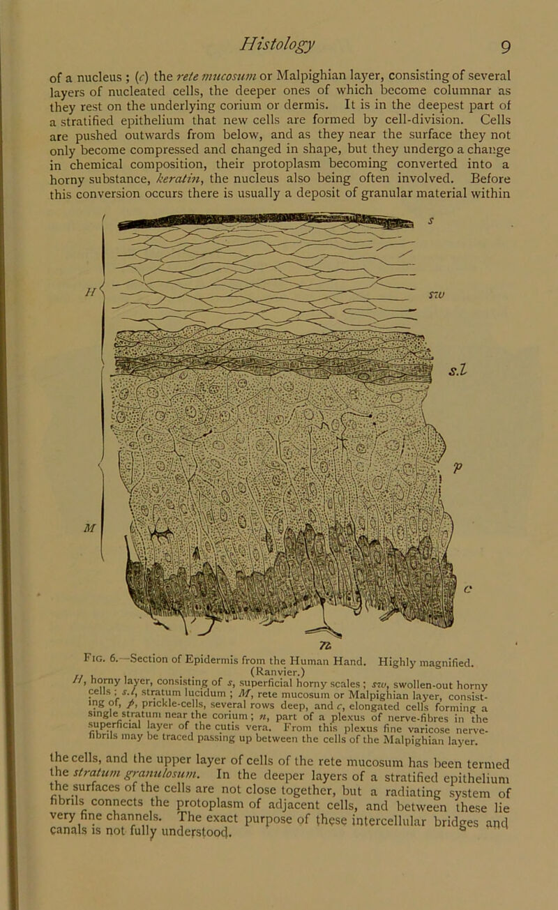 of a nucleus ; (r) the re/e mucosum or Malpighian layer, consisting of several layers of nucleated cells, the deeper ones of which become columnar as they rest on the underlying corium or dermis. It is in the deepest part of a stratified epithelium that new cells are formed by cell-division. Cells are pushed outwards from below, and as they near the surface they not only become compressed and changed in shape, but they undergo a change in chemical composition, their protoplasm becoming converted into a horny substance, keratin, the nucleus also being often involved. Before this conversion occurs there is usually a deposit of granular material within \ M , 72 Fig. 6.—Section of Epidermis from the Human Hand. Highly magnified. ,, , , . . (Ranvier.) //, horny layer, consisting of s, superficial horny scales; sw, swollen-out horny cells ; s.l, stratum lucidum ; M, rete mucosum or Malpighian layer, consist- mg ot, p, prickle-cells, several rows deep, and c, elongated cells forming a single stratum near the corium; «, part of a plexus of nerve-fibres in the superficial ayer of the cutis vera. From this plexus fine varicose nerve- hbrils may be traced passing up between the cells of the Malpighian layer. the cells, and the upper layer of cells of the rete mucosum has been termed the stratum granulosum. In the deeper layers of a stratified epithelium CU aces of , cells are not close together, but a radiating system of fibrils connects the protoplasm of adjacent cells, and between these lie very fine channels. The exact purpose of these intercellular bridges and canals is not fully understood. &