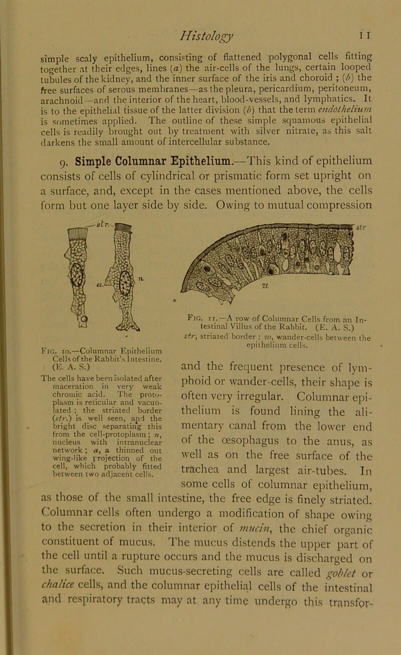 simple scaly epithelium, consisting of flattened polygonal cells fitting together at their edges, lines [a) the air-cells of the lungs, certain looped tubules of the kidney, and the inner surface of the iris and choroid ; (/>) the free surfaces of serous membranes—as the pleura, pericardium, peritoneum, arachnoid—and the interior of the heart, blood-vessels, and lymphatics. It is to the epithelial tissue of the latter division (/>) that the term endothelium is sometimes applied. The outline of these simple squamous epithelial cells is readily brought out by treatment with silver nitrate, as this salt darkens the small amount of intercellular substance. 9. Simple Columnar Epithelium.—This kind of epithelium consists of cells of cylindrical or prismatic form set upright on a surface, and, except in the cases mentioned above, the cells form but one layer side by side. Owing to mutual compression Fig. 10.—Columnar Epithelium Cells of the Rabbit's intestine. (E. A. S.) The cells have been isolated after maceration in very weak chromic acid. The proto- plasm is reticular and vacuo- lated ; the striated border (str.) is well seen, and the bright disc separating this from the cell-protoplasm; «, nucleus with intranuclear network; a, a thinned out wing-like projection of the cell, which probably fitted between two adjacent cells. Fig. ii.—A row of Columnar Cells from an In- testinal Villus of the Rabbit. (E. A. S.) sir, striated border : m, wander-cells between the epithelium cells. and the frequent presence of lym- phoid or wander-cells, their shape is often very irregular. Columnar epi- thelium is found lining the ali- mentary canal from the lower end of the oesophagus to the anus, as well as on the free surface of the trachea and largest air-tubes. In some cells of columnar epithelium, as those of the small intestine, the free edge is finely striated. Columnar cells often undergo a modification of shape owing to the secretion in their interior of mucin, the chief organic constituent of mucus. The mucus distends the upper part of the cell until a rupture occurs and the mucus is discharged on the surface. Such mucus-secreting cells are called goblet or chalice cells, and the columnar epithelial cells of the intestinal and respiratory tracts may at any time undergo this transfer-