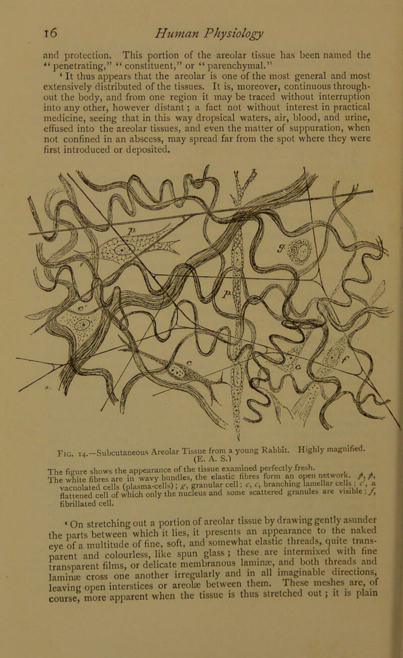 and protection. This portion of the areolar tissue has been named the “ penetrating,” “ constituent,” or “ parenchymal.” ‘ It thus appears that the areolar is one of the most general and most extensively distributed of the tissues. It is, moreover, continuous through- out the body, and from one region it may be traced without interruption into any other, however distant; a fact not without interest in practical medicine, seeing that in this way dropsical waters, air, blood, and urine, effused into the areolar tissues, and even the matter of suppuration, when not confined in an abscess, may spread far from the spot where they were first introduced or deposited. i Fig. 14.—Subcutaneous Areolar Tissue from a young Rabbit. Highly magnified. (E. A. S.) The fitrure shows the appearance of the tissue examined perfectly fresh. The white fibres are in wavy bundles, the elastic fibres form an open network. /, fi, vacuolated cells (plasma-cells); g, granular cell; c, c, branching lamellar cells ; c , a flattened cell of which only the nucleus and some scattered granules are visible \/, fibrillated cell. • On stretching out a portion of areolar tissue by drawing gently asunder the parts between which it lies, it presents an appearance to the naked eve of a multitude of fine, soft, and somewhat elastic threads, quite trans- parent and colourless, like spun glass ; these are intermixed with tine transparent films, or delicate membranous laminae, and both threads and 1 ami rue cross one another irregularly and in all imaginable directions, leaving open interstices or areolae between them. These meshes are, of course, more apparent when the tissue is thus stretched out; it is plain