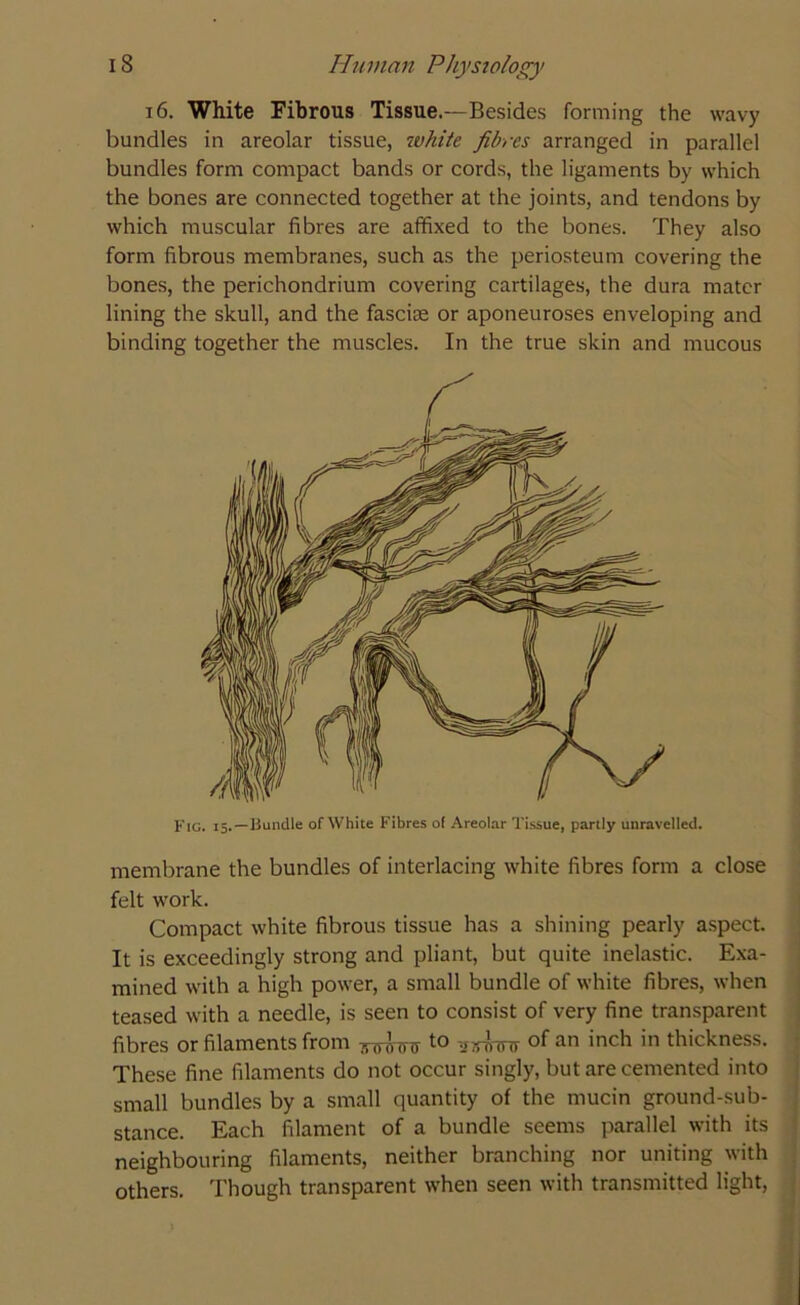 16. White Fibrous Tissue—Besides forming the wavy bundles in areolar tissue, white fibres arranged in parallel bundles form compact bands or cords, the ligaments by which the bones are connected together at the joints, and tendons by which muscular fibres are affixed to the bones. They also form fibrous membranes, such as the periosteum covering the bones, the perichondrium covering cartilages, the dura mater lining the skull, and the fasciae or aponeuroses enveloping and binding together the muscles. In the true skin and mucous Fig. 15.—Bundle of White Fibres of Areolar Tissue, partly unravelled. membrane the bundles of interlacing white fibres form a close felt work. Compact white fibrous tissue has a shining pearly aspect. It is exceedingly strong and pliant, but quite inelastic. Exa- mined with a high power, a small bundle of white fibres, when teased with a needle, is seen to consist of very fine transparent fibres or filaments from g0^nnrt0 mrfonr of an inch in thickness. These fine filaments do not occur singly, but are cemented into small bundles by a small quantity of the mucin ground-sub- stance. Each filament of a bundle seems parallel with its neighbouring filaments, neither branching nor uniting with others. Though transparent when seen with transmitted light,