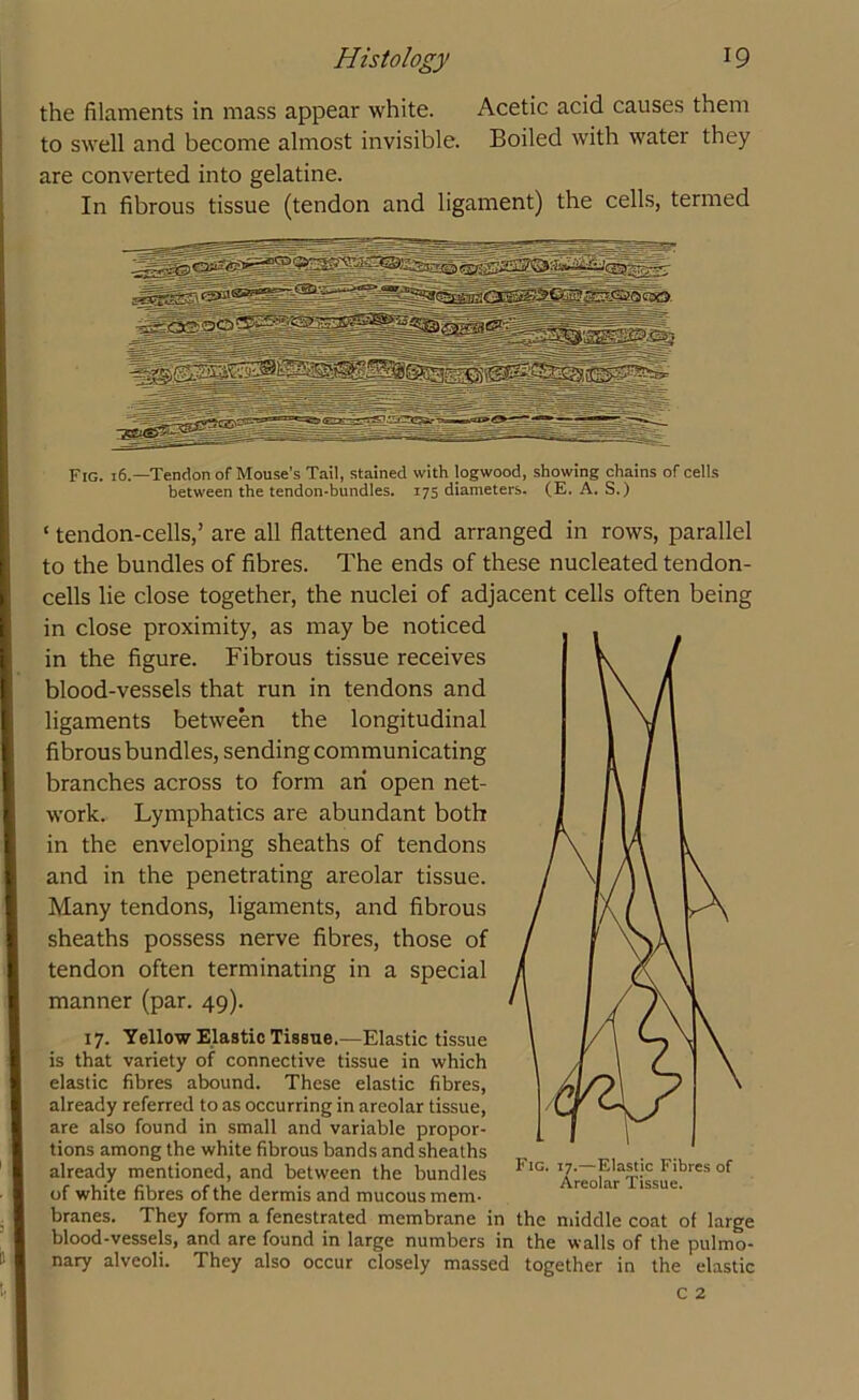 the filaments in mass appear white. Acetic acid causes them to swell and become almost invisible. Boiled with water they are converted into gelatine. In fibrous tissue (tendon and ligament) the cells, termed Fig. 16.—'Tendon of Mouse's Tail, stained with logwood, showing chains of cells between the tendon-bundles. 175 diameters. (E. A. S.) ‘ tendon-cells,’ are all flattened and arranged in rows, parallel to the bundles of fibres. The ends of these nucleated tendon- cells lie close together, the nuclei of adjacent cells often being in close proximity, as may be noticed in the figure. Fibrous tissue receives blood-vessels that run in tendons and ligaments between the longitudinal fibrous bundles, sending communicating branches across to form an open net- work. Lymphatics are abundant both in the enveloping sheaths of tendons and in the penetrating areolar tissue. Many tendons, ligaments, and fibrous sheaths possess nerve fibres, those of tendon often terminating in a special manner (par. 49). 17. Yellow Elastic Tissue.—Elastic tissue is that variety of connective tissue in which elastic fibres abound. These elastic fibres, already referred to as occurring in areolar tissue, are also found in small and variable propor- tions among the white fibrous bands and sheaths already mentioned, and between the bundles *'IG- I?-~Fla~c Flbres of of white fibres of the dermis and mucous mem- branes. They form a fenestrated membrane in the middle coat of large blood-vessels, and are found in large numbers in the walls of the pulmo- nary alveoli. They also occur closely massed together in the elastic