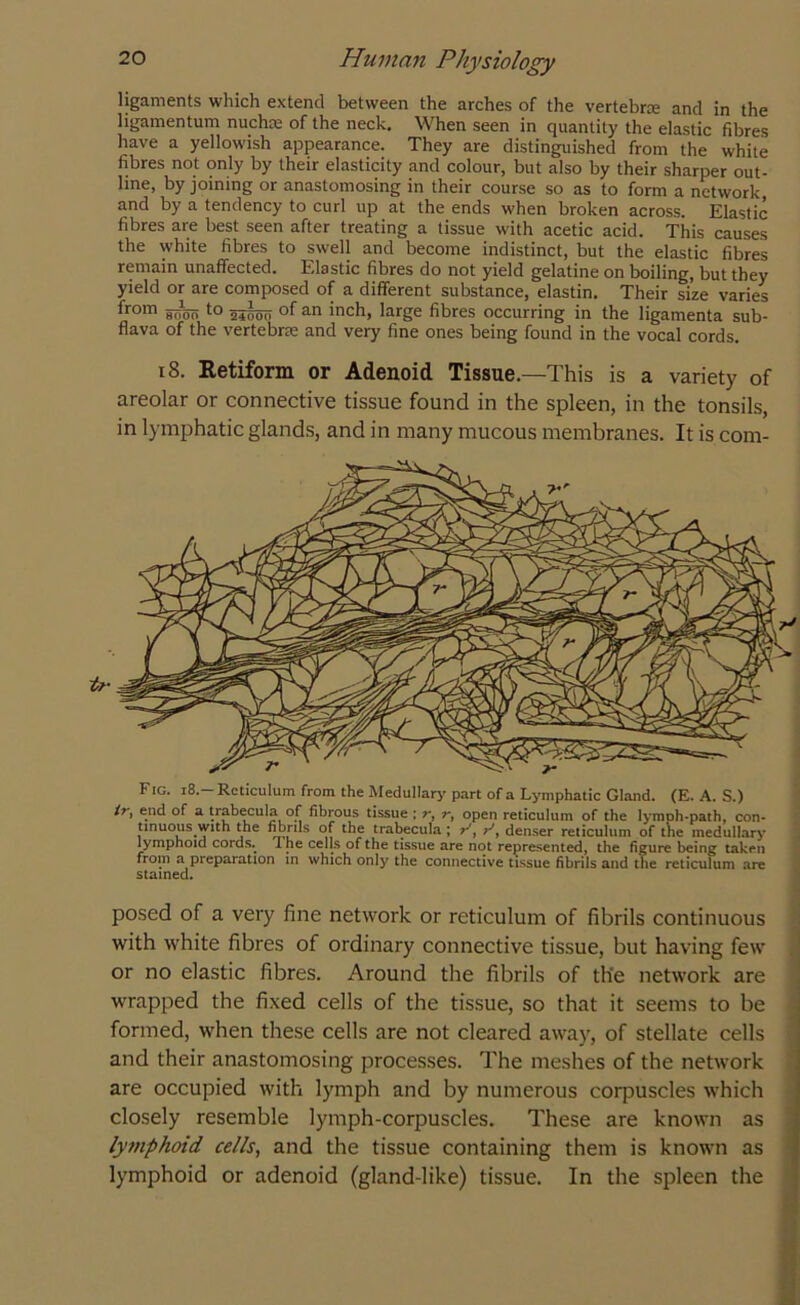 ligaments which extend between the arches of the vertebrce and in the ligamentum nucha: of the neck. When seen in quantity the elastic fibres have a yellowish appearance. They are distinguished from the white fibres not only by their elasticity and colour, but also by their sharper out- line, by joining or anastomosing in their course so as to form a network, and by a tendency to curl up at the ends when broken across. Elastic fibres are best seen after treating a tissue with acetic acid. This causes the white fibres to swell and become indistinct, but the elastic fibres remain unaffected. Elastic fibres do not yield gelatine on boiling, but they yield or are composed of a different substance, elastin. Their size varies from to of an inch, large fibres occurring in the ligamenta sub- flava of the vertebra: and very fine ones being found in the vocal cords. 18. Retiform or Adenoid Tissue.—This is a variety of areolar or connective tissue found in the spleen, in the tonsils, in lymphatic glands, and in many mucous membranes. It is com- Fig. i8-Reticulum from the Medullary part of a Lymphatic Gland. (E. A. S.) if, end of a trabecula of fibrous tissue ; r, r, open reticulum of the lymoh-path, con- tinuous with the fibrils of the trabecula ; rfi r', denser reticulum of the medullary lymphoid cords. 1 he cells of the tissue are not represented, the figure being taken from a preparation in which only the connective tissue fibrils and the reticulum are stained. posed of a very fine network or reticulum of fibrils continuous with white fibres of ordinary connective tissue, but having few or no elastic fibres. Around the fibrils of th'e network are wrapped the fixed cells of the tissue, so that it seems to be formed, when these cells are not cleared away, of stellate cells and their anastomosing processes. The meshes of the network are occupied with lymph and by numerous corpuscles which closely resemble lymph-corpuscles. These are known as lymphoid cells, and the tissue containing them is known as lymphoid or adenoid (gland-like) tissue. In the spleen the