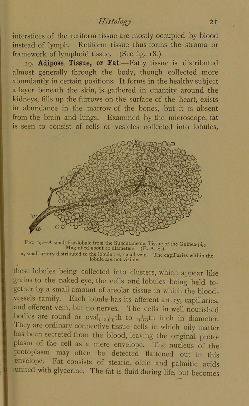 interstices of the retiform tissue are mostly occupied by blood instead of lymph. Retiform tissue thus forms the stroma or framework of lymphoid tissue. (See fig. 18.) 19. Adipose Tissue, or Fat.—Fatty tissue is distributed almost generally through the body, though collected more abundantly in certain positions. It forms in the healthy subject a layer beneath the skin, is gathered in quantity around the kidneys, fills up the furrows on the surface of the heart, exists in abundance in the marrow of the bones, but it is absent from the brain and lungs. Examined by the microscope, fat is seen to consist of cells or vesicles collected into lobules, Fig. 19.—A small Fat-lobule from the Subcutaneous Tissue of the Guinea-pig. Magnified about 20 diameters (E. A. S.) a, small artery distributed to the lobule ; v, small vein. The capillaries within the lobule are not visible. these lobules being collected into clusters, which appear like grains to the naked eye, the cells and lobules being held to- gether by a small amount of areolar tissue in which the blood- vessels ramify. Each lobule has its afferent artery, capillaries, and efferent vein, but no nerves. Ihe cells in well-nourished bodies are round or oval, ^-0th to -,, ,V0th inch in diameter. They are ordinary connective-tissue cells in which oily matter has been secreted from the blood, leaving the original proto- plasm of the cell as a mere envelope. The nucleus of the protoplasm may often be detected flattened out in this envelope. Fat consists of stearic, oleic and palmitic acids united with glycerine. The fat is fluid during life, but becomes