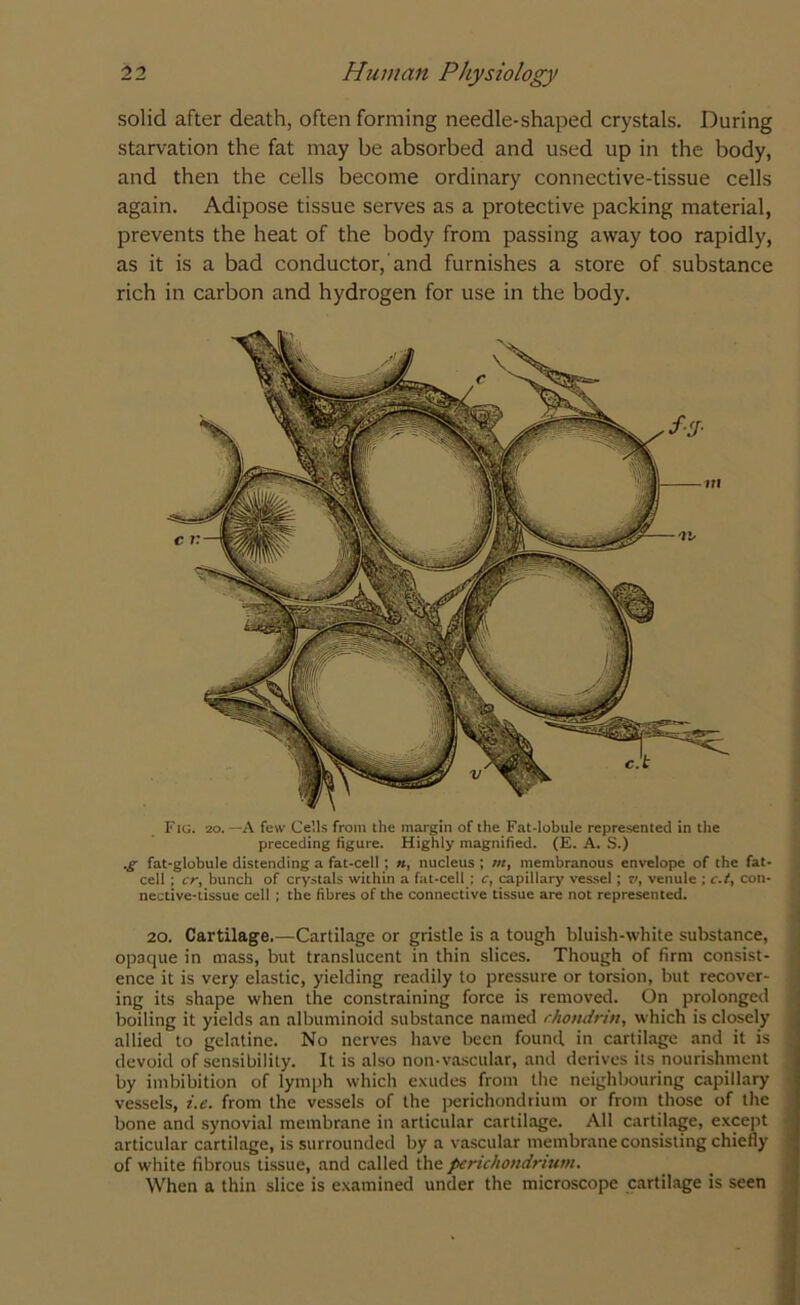 solid after death, often forming needle-shaped crystals. During starvation the fat may be absorbed and used up in the body, and then the cells become ordinary connective-tissue cells again. Adipose tissue serves as a protective packing material, prevents the heat of the body from passing away too rapidly, as it is a bad conductor, and furnishes a store of substance rich in carbon and hydrogen for use in the body. Fig. 20. —A few Cells from the margin of the Fat-lobule represented in the preceding figure. Highly magnified. (E. A. S.) .g fat-globule distending a fat-cell ; », nucleus ; /«, membranous envelope of the fat- cell ; cr, bunch of crystals within a fat-cell ; c, capillary vessel; v, venule ; c.t, con- nective-tissue cell ; the fibres of the connective tissue are not represented. 20. Cartilage.—Cartilage or gristle is a tough bluish-white substance, opaque in mass, but translucent in thin slices. Though of firm consist- ence it is very elastic, yielding readily to pressure or torsion, but recover- ing its shape when the constraining force is removed. On prolonged boiling it yields an albuminoid substance named rhondrin, which is closely allied to gelatine. No nerves have been found in cartilage and it is devoid of sensibility. It is also non-vascular, and derives its nourishment by imbibition of lymph which exudes from the neighbouring capillary vessels, i.e. from the vessels of the perichondrium or from those of the bone and synovial membrane in articular cartilage. All cartilage, except articular cartilage, is surrounded by a vascular membrane consisting chiefly of white fibrous tissue, and called the perichondrium. When a thin slice is examined under the microscope cartilage is seen