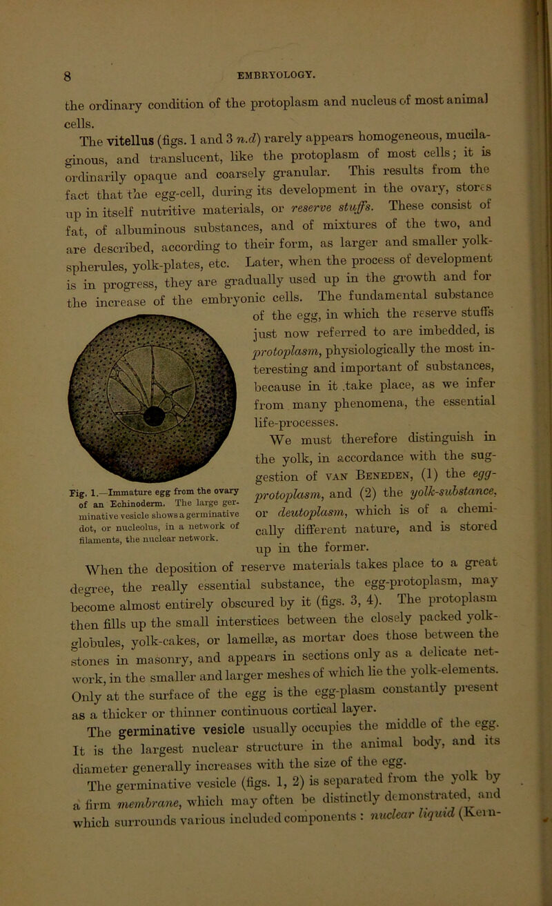 the ordinary condition of the protoplasm and nucleus of most animal cells. The vitellus (figs. 1 and 3 n.d) rarely appears homogeneous, mucila- «inous, and translucent, like the protoplasm of most cells; it is ordinarily opaque and coarsely granulär. This results from the fact thatthe egg-cell, during its development in the ovary, stört s np in itself nutritive materials, or reserve stuffs. These consist of fat, of albuminous substances, and of mixtures of the two, and are’ described, according to their form, as larger and smaller yolk- spherules, yolk-plates, etc. Later, when the process of development is in progress, they are gradually used up in the growth and for the increase of the embryonic cells. The fundamental substance of the egg, in which the reserve stuffs just now referred to are imbedded, is jprotoplasm, physiologically the most in- teresting and impoi'tant of substances, because in it .take place, as we infer from many phenomena, the essential life-processes. We must therefore distinguish in the yolk, in accordance with the Sug- gestion of van Beneden, (1) the egg- protoplasm, and (2) the yolJc-substancß• or deutoplasm, which is of a chenn- cally different nature, and is stored up in the form er. When the deposition of reserve materials takes place to a great de<*ree, the really essential substance, the egg-protoplasm, may become alrnost entirely obscured by it (figs. 3, 4). The protoplasm then fills up the small interstices between the closely packed yolk- «rlobules, yolk-cakes, or lamellse, as mortar does those between the stones in masonry, and appears in sections only as a dehcate net- work, in the smaller and larger meshes of which lie the yolk-elements. Only at the surface of the egg is the egg-plasm constantly present as a thicker or thinner continuous cortical layer. The germinative vesicle usually occupies the middle of the egg. It is the largest nuclear structure in the ammal body, and its diameter generally increases with the size of the egg. The germinative vesicle (figs. 1, 2) is separated from the yolk by a firm membrane, which may often be distinctly domonstrated am which surrounds various included components : nuclear liquid (Kein- Fig. 1.—Immature egg from the ovary of an Echinoderm. The large ger- minative vesicle sliows a germinative dot, or nncleolus, in a network of filaments, the nuclear network.