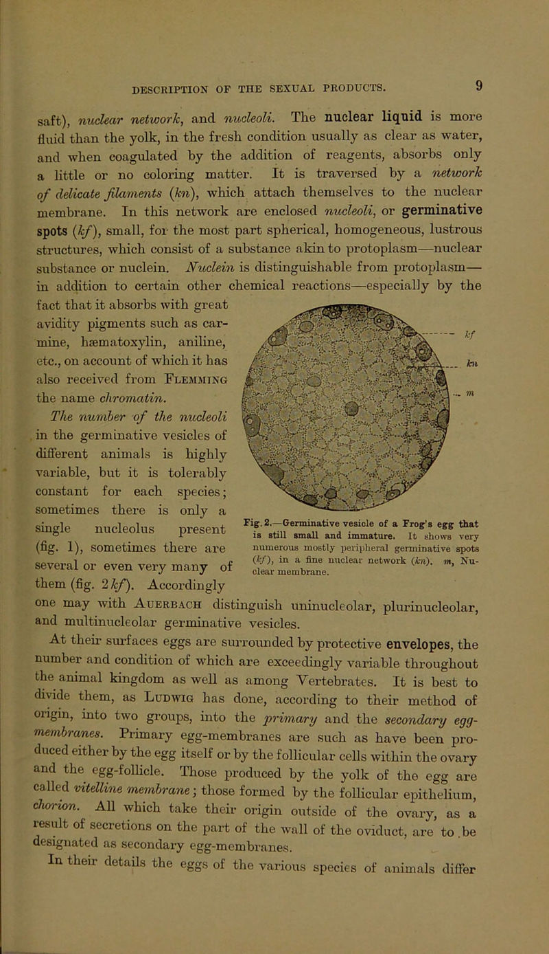 - hf ._ bi saft), nuclectr network, and nucleoli. The nuclear liquid is more fluid than the yolk, in tke fresli condition usually as clear as water, and when coagulated by the addition of reagents, absorbs only a little or no coloring matter. It is traversed by a network of delicate filaments (kn), which attach themselves to the nuclear membrane. In this network are enclosed nucleoli, or germinative spots (kf), small, for the most part spherical, homogeneous, lustrous structimes, which consist of a substance akin to protoplasm—nuclear substance or nuclein. Nuclein is distinguishable from protoplasm— in addition to certain other Chemical reactions—especially by the fact that it absorbs with great avidity pigments such as car- rnine, hsematoxylin, aniline, etc., on account of which it has also received from Flemming the name chromatin. The nurnber of the nucleoli in the germinative vesicles of different animals is highly variable, but it is tolerably constant for each species; sometimes there is only a single nucleolus present (fig. 1), sometimes there are several or even very many of them (fig. 2 kf). Accordingly one may with Auerbach distinguish uninucleolar, plurinucleolar, and multinucleolar germinative vesicles. At their surfaces eggs are surrounded by protective envelopes, the number and condition of which are exceedingly variable throughout the animal kingdom as well as among Vertebrates. It is best to divide them, as Ludwig has done, according to their method of origin, into two groups, into the primary and the secondary egg- membranes. Primary egg-membranes are such as have been pro- duced either by the egg itself or by the follicular cells within the ovary and the egg-follicle. Those produced by the yolk of the egg are called vitelline membrane ; those formed by the follicular epithelium, chorion. All which take their origin outside of the ovary, as a result of secretions on the part of the wall of the oviduct, are to .be designated as secondary egg-membranes. In their details the eggs of the various species of animals differ Fig. 2,—Germinative vesicle of a Frog’s egg that is still small and immature. It shows very numerons mostly peripheral germinative spots (*/)j in a fine nuclear network (kn), m, Nu- clear membrane.