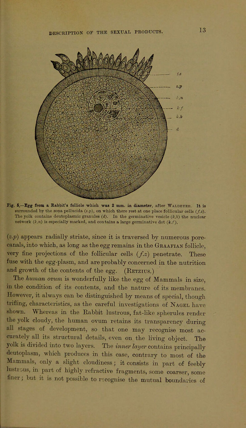 Fig. 5.—Egg from a Rabbit’s follicle which was 2 mm. in diameter, after Waldeyer. lt is sniTomided by the zona pellucida (z.p), on which there rest at one place follicular cells (f.z). The yolk containB deutoplasmic granules (d). In the germinatire vesicle (k.b) the nuclear network (k.ri) is especially marked, and contains a large germinative dot (k.f). (z.p) appears radially striate, since it is traversed by numerous pore- canals, into which, as long as the egg remains in the Graafian follicle, very fine projections of the follicular cells (f.z) penetrate. These fuse with the egg-plasm, and are probably concerned in the nutrition and growth of the contents of the egg. (Retzius.) The human ovum is wonderfully like the egg of Mammals in size, in the condition of its contents, and the nature of its membranes. However, it always can be distinguished by means of special, though trifling, characteristics, as the careful investigations of Nagel have shown. Whereas in the Rabbit lustrous, fat-like spherules render the yolk cloudy, the human ovum retains its transparency during all stages of development, so that one may recognise most ac- curately all its structural details, even on the living object. The yolk is divided into two layers. The inner layer contains principally deutoplasm, which produces in this case, contrary to most of the Mammals, only a slight cloudiness; it consists in part of feebly lustrous, in part of highly refractive fragments, some coarser, some finer; but it is not possible to recognise the mutual boundaries of