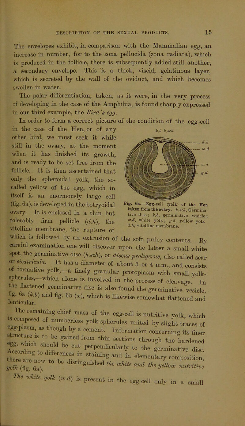 The envelopes exhibit, in comparison with the Mammalian egg, an increase in number, for to the zona pellucida (zona radiata), which is produced in the follicle, there is subsequently added still another, a secondary envelope. This is a thick, viscid, gelatinous layer, which is secreted by the wall of the oviduct, and which becomes swollen in water. The polar difierentiation, taken, as it were, in the very process of developing in the case of the Amphibia, is found sharply expressed in our third example, the Bird ’s egg. In order to form a correct picture of the condition of the egg-cell k.b k.scli taken from the ovary. k. sch, Germina- tive diso; k.b, germinative vesicle; ic.d, white yolk; g.d, yellow yolk cl.h, vitelline membrane. in the case of the Hen, or of any other bird, we must seek it while still in the ovaiy, ab the moment wEen it has finished its growth, and is ready to be set free from the follicle. It is then ascei-tained that only the spheroidal yolk, the so- called yellow of the egg, which in itself is an enormously large cell (fig. 6a), is developed in the botryoidal ovary. It is enclosed in a thin but tolerably firm pellicle (d.h), the vitelline membrane, the rupture of which is followed by an extrusion of the soft pulpy contents. By eareful exammation one will discover upon the latter a small white spot, the germinative disc (k.scli), or cliscus proligerus, also called scar or cicatncula. It has a diameter of about 3 or 4 mm., and consists of iormative yolk,—a finely granulär protoplasm with small yolk- spherules,—which alone is involved in the process of cleavage In the flattened germinative disc is also found the germinative vesicle, g. 6a (k.b) and fig. 6b (*), which is likewise somewhat flattened and ienticular. The remaining chief mass of the egg-cell is nutritive yolk, which “ ““Posed »f numberless yolk-spherules onited by slight traces of 2“™: “ »T a cement. Information concerning its üne, W “ whTch“ f h 1 f‘'0m thÜ1 SeCW0nS thr0“8h hardened ASordine W perpendicularly to the germinative disc. Accordmg to d fferences in staining and in elementary composition yolk (fig 6™ ° be l)lst‘nSlushed th‘ «Mt. and the yellow nutritiv'e The white yolk (w.d) is present in the egg cell only in a »mall