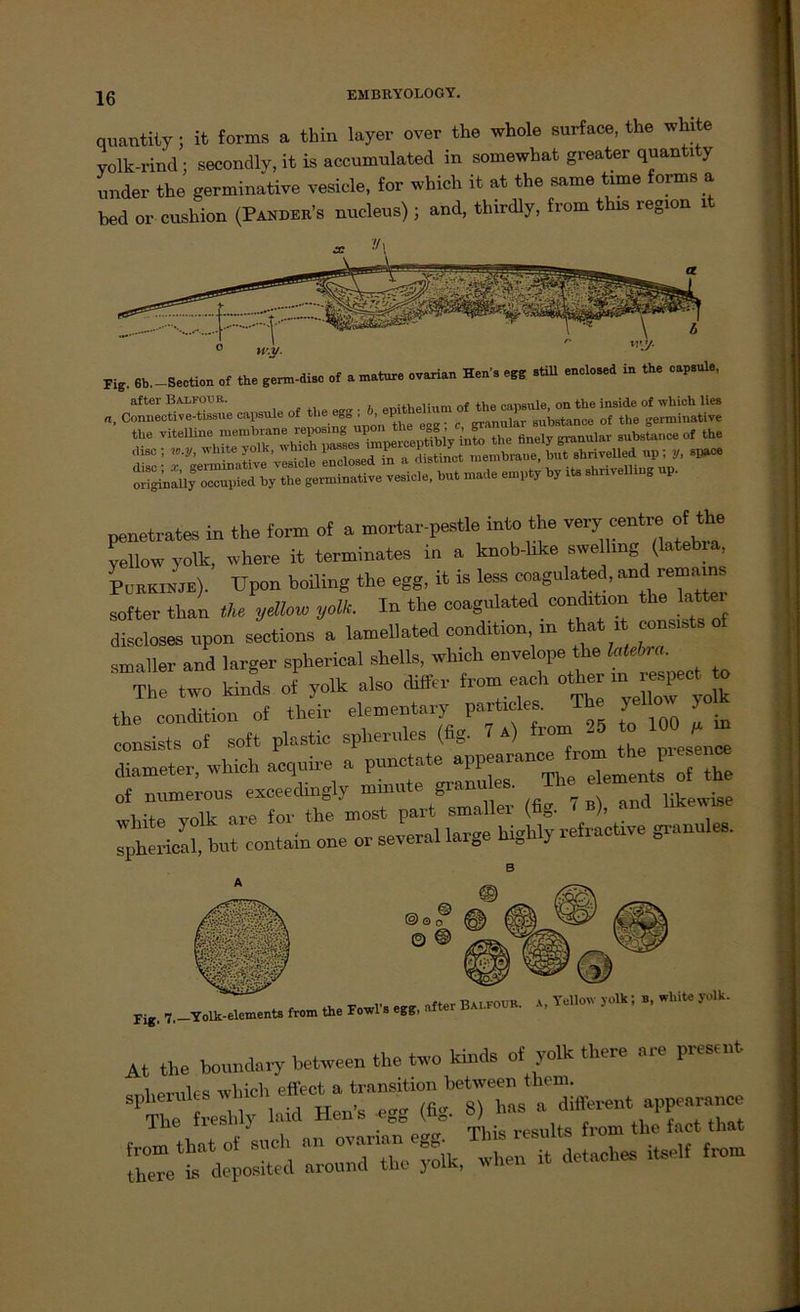 quantity; it forms a thin layer over the whole surface, the white volk-rincl: secondly, it is accumulated in somewhat greater quantity under the germinative vesicle, for which it at the same time forms a hed or cushion (Pander’s nucleus) ; and, thirdly, from this region it Fig 6b.—Section of the genn-diso of a mature ovarian Hen's egg still enclosed in the capsule, ÄCÄS.-« _»* * ■— * penetrates in the form of a mortar-pestle into the very centre of the yellow yolk, wliere it terminales in a knob-like swellmg (latebra, PurkuL). Upon boiling the egg, it is less coagulated, and^remams softer than the yellow yolk. In the coagulated condition the latte discloses npon sections a lamellated condition in t at m consists,of smaller and langer splierical Shells, which envelope the hMl.ro. The two kinds of yolk also differ from each other in respe the condition of their elementary partides. The yellow y consists of soft plastic spheroles (fig. - *> from 5 .f- diameter, which acqnire a pnnctate appearanc^from toe pie „f numerous exceedingly mmute granul«. The e em white Volk are for the most pari smaller (fig. < b), and hkewtse ;h‘rical, bnt contain one or several large highly refractrve gi-anules. Fl,. 7._Yolk-eieiae.ts IM. tb. F.wV. m M* BaLFOVB. ». ™<> >”lk; ! ‘1' At the boondary hetween the two kinds of yolk there are present .ryWules which effect a transition hetween them. C fU »aid Hon, egg (fig.