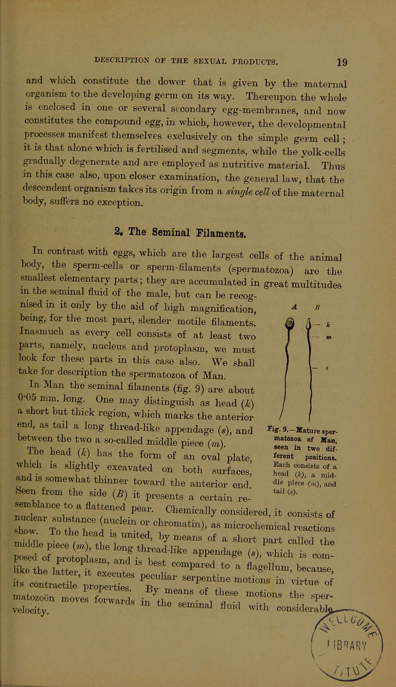 and which constitute the dower that is given by the maternal organism to the developing germ on its way. Thereupon the whole is enclosed in one or several secondary egg-membranes, and now constitutes the compound egg, in which, however, the developmental piocesses manifest themselves exclusively on the simple germ cell • lt is that alone which is fertilised and segments, while the yolk-cells gradually degenerate and are employed as nutritive material. Thus in this case also, upon closer examination, the general law, that the descendent organism takes its origin from a single cell of the maternal body, suffers no exception. 2. The Seminal Filaments. In contrast with eggs, which are the largest cells of the animal body, the sperm-cells or sperm-filaments (spermatozoa) are the smallest elementary parts; they are accumulated in great multitudes m the seminal fluid of the male, but can be recog- nised in it only by the aid of high magnification, A  being, for the most part, slender motile filaments. Inasmuch as every cell consists of at least two parts, namely, nucleus and protoplasm, we must look for these parts in this case also. We shall take for description the spermatozoa of Man. In Man the seminal filaments (fig. 9) are about 0-05 mm. long. One may distinguish as head (k) a short but thick region, which marks the anterior end, as tail a long thread-like appendage (s), and between the two a so-called middle piece (m). The head (k) has the form of an oval plate, which is slightly excavated on both surfaces and is somewhat thinner toward the anterior end’ Seen from the side (£) it presents a certain re- ifec th°lStoiMt™’ “f ‘S beS' comPn,'cd 10 » flagellum, because, its c“' j matozoön moves I nv,,* • these m°tions sper- velocity * “ *he Semm“1 with considerabl« I I \ Fig, 9,—Mature sper- matozoa of Man, seen in two dif- ferent positions. Eaeh consists of a head (£), a mid- dle piece (m), and tail (s). I Iß^ARY