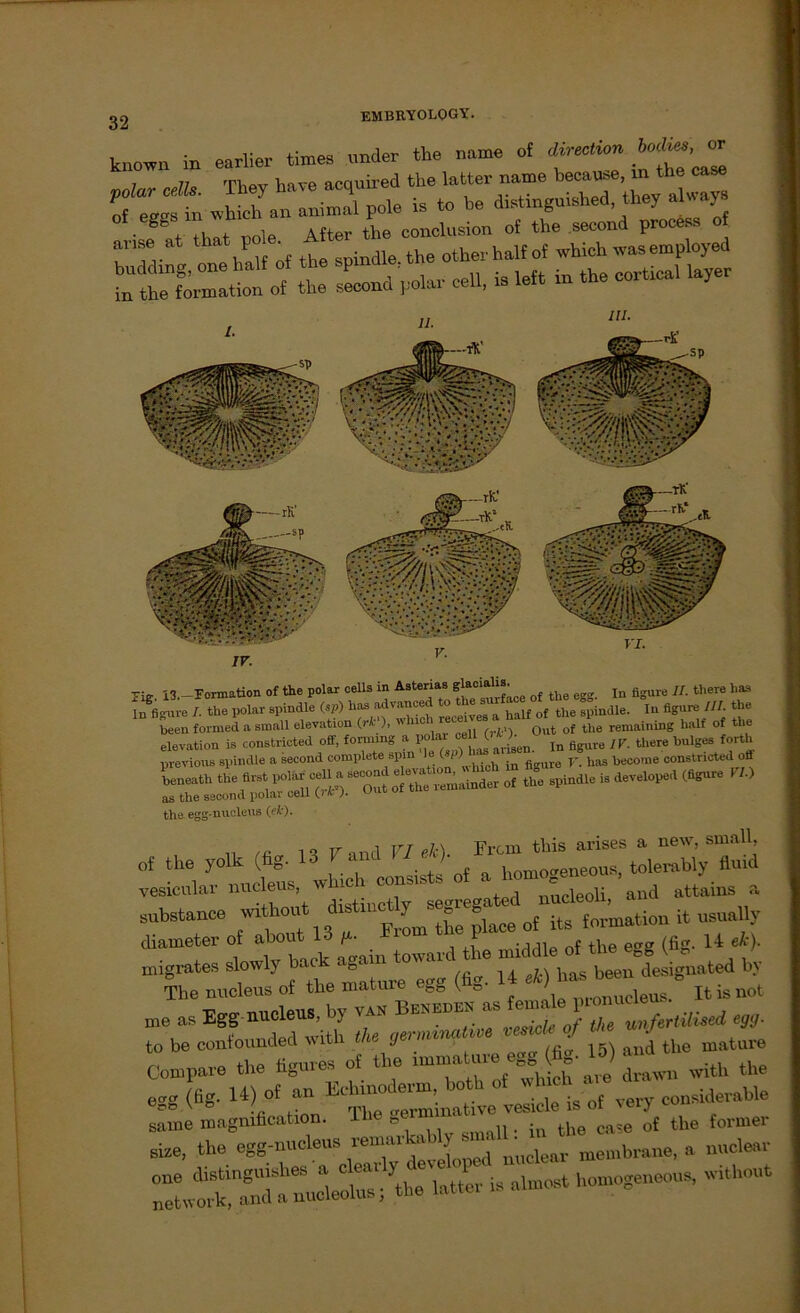 known in earlier times ander the « ot di,-ec,um MU. f- g,f that uole After the conclusion of the second process o Hg. 13.—Ponnation of the polar cells in Altenas Slaoi^’ q{ the egg. In flgUre II. there has In figure /. the polar spindle (sp) has advance ° half of the spindle. In figure nL the been formed a small elevation (rk'\ 'hio 1 ret the remaining half of the elevation is constricted off, fonmng a polarob 0^° ^ flgul, jy, there hulges forth previous spindle a second complete spm (/ . has become constricted off L«.h .»• - p«»—jtsä : t >■ <«*» ™ as the second polar cell O'fc2) the egg-nucleus (ek). .. , o T,r.ind VI ek). Fron this arises a new, small, of the yolk (fig. 13 * an homo^eneous, tolerably fluid vesicular nucleus, which consiste of a « and attains a substance without distmct y s®&reSa formation it usually diameter of about 13 From (fig. U ek). xnigrates slowly back' ^ 6 u &Jc) has beeu designated by The nucleus of the mature egg y / , Itisnot ■ne as Egg nucleus. by v« Bn®» »*£*£«. to be confounded witk th, Serm,naW> ' J tUe mature C„n,Pnre the tgures ot the „muaUue egg:£*• «> ^ the egg (hg- U) of »n ““1 “te T^de is ot very Constable