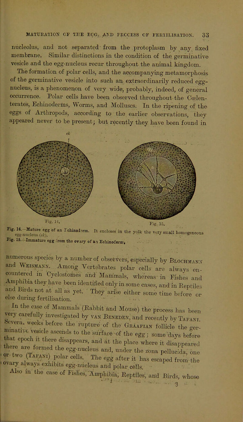 nucleolus, and not separated from the protoplasm by any fixed membrane. Similar distinctions in the condition of the germinative vesicle and the egg-nucleus recur throughout the animal kingdom. The formation of polar cells, and the accompanying metamorphosis of the germinative vesicle into such an extraordinarily reduced egg- nucleus, is a phenomenon of very wide, probably, indeed, of general occurrence. Polar cells liave been observed throughout the Ccelen- terates, Echinoderms, Worms, and Molluscs. In the ripening of the eggs °f Arthropods, according to the earlier observations, they appeared never to be present • but recently they have been found in ek - • '■ Fig. 15. ^^'egtnSsW-f °f ^ rchin0d3rm' U encloses in «« yoik the very small homogeneous Fig. 15. Immature egg Crom the ovary of ai Echinoderm, numerous species by a number of observers, especially by Blochmann and Weismann. Among Vertebrates polar cells are always en- countered in Cyclostomes and Mammals, whereas in Eishes and Amphibia they have been identified onlyinsome cases, and in Eeptiles and Birds not at all as yet. They arise either some time before or eise dunng fertilisation. In the.ff of Mammals (Babbit and Moitse) the process has been very carefully investigated by van Beneden, and recently by Tafani bevera. weeks before the rupture of the Graafian follicle the ger- “T? aSTdS t0 the s*fape of the *ggi some clays before that epoch it there disappears, and at the place where it chsappeared , J * a7 f0rmed the egg-nucleus and, under the xona pellucida, one - ovarv° 1 A1ANI -l°! C6llS' The 6gg aft6r has escaPed from the ov aiy always exhibits egg-nucleus and polar cells. Also in the case of FisheS; 'Amphibie, Eeptiles, and Birds, whose - 3 ^