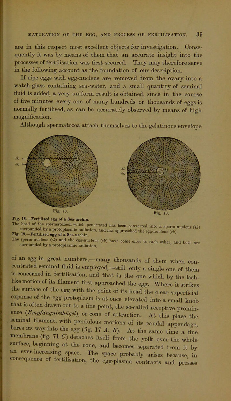 are in this respect most excellent objects for investigation. Conse- quently it was by means of them that an accurate insigbt into the pi'ocesses of fertilisation was first secured. Tbey may tkerefore serve in tbe following account as the foundation of our description. If ripe eggs witk egg-nucleus are removed from the ovary into a watch-glass containing sea-water, and a small quantity of seminal fluid is added, a very uniform result is obtained, since in the course of five minutes every one of many hundreds or tkousands of eggs is normally fertilised, as can be accurately observed by means of high magnification. Although spermatozoa attach tkemselves to the gelatinous envelope Fig. 18. Fig. 19. Fig. 18.—Fertilised egg of a Sea-urchin. The head of the Spermatozoon which penetrated has been converted into a sperm-nuoleus (,k) surrounded by a protoplasmio radiation, and has approached the egg-nucleus (ei-) Fig. 19.—Fertilised egg of a Sea-urchin. The sperm-nucleus (sk) and the egg-nucleus (ek) have come close to each other, and both are surrounded by a protoplasmic radiation. of an egg in great numbers,—many thousands of them when con- centrated seminal fluid is employed,—still only a single one of them is concerned in fertilisation, and that is the one which by the lasb- hke motion of its filament first approached the egg. Wkere it strikes the surface of the egg with the point of its head the clear superficial expan.se of the egg-protoplasm is at once elevated into a small knob that is often drawn out to a fine point, the so-called receptive promin- ence (.Empfäncjnisshügel), or cone of attraction. At this place the seminal filament, with pendulous motions of its caudal appendage bores its way into the egg (fig. 17 A, B). At the same time a fine membrane (fig. 71 C) detaches itself from the yolk over the whole surface, begmning at the cone, and becomes separated from it by an ever-increasing space. The space probably arises because, in consequence of fertilisation, the egg-plasma contracts and presses I