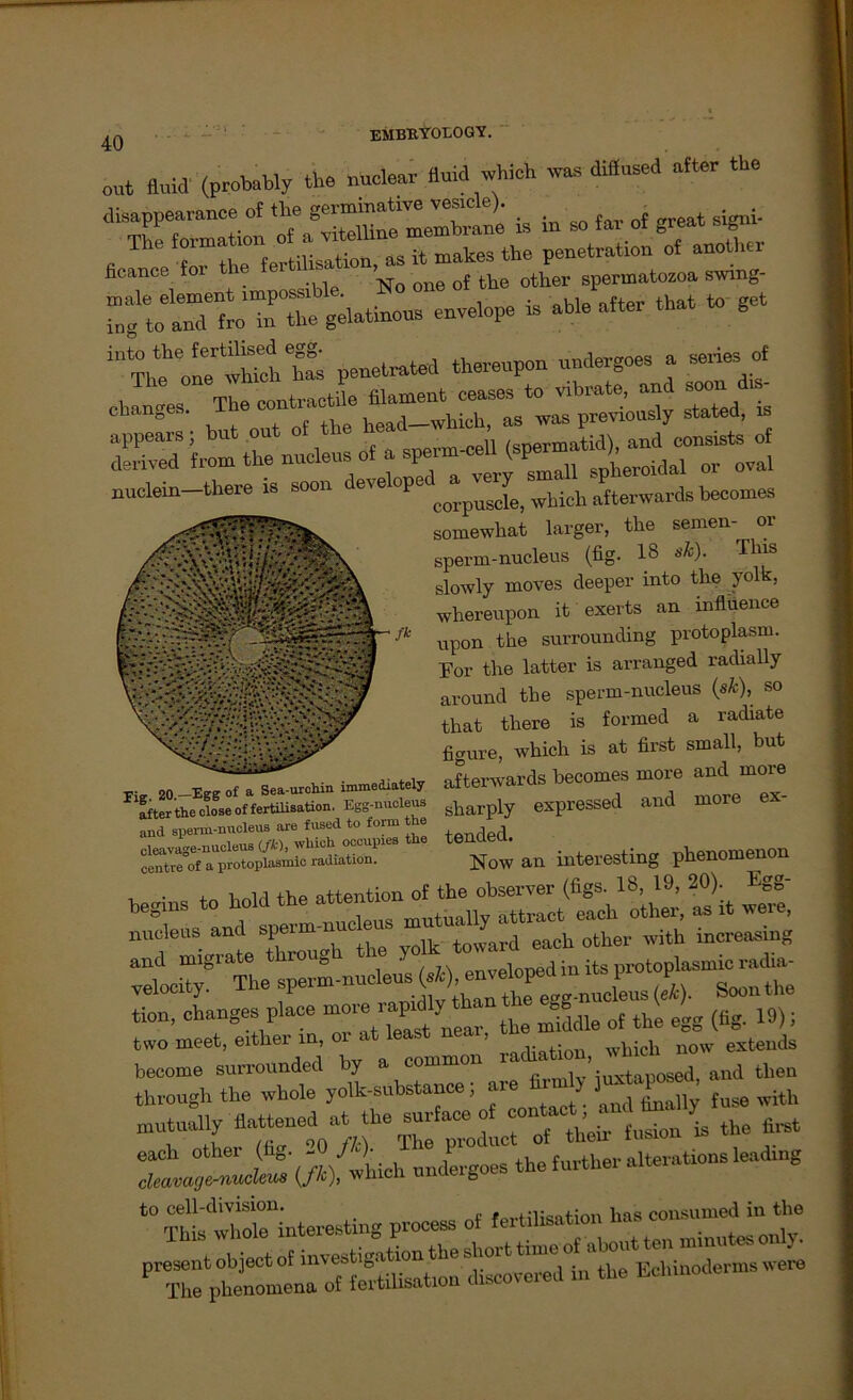 out fluid (probabiy the nnclear fluid »hich was diflused after the di—“?-“' ^/rfvitelline membiane i, in eo fav of great eigni- The formation o makes the penetration of another ficance for the 61 1.1ff 10n’No one 0f the other spermatozoa swing- “to’TIe gelatinous enveiope is able after that to get ‘“Thtol Ifs penetrated tbereupon undergoes a aeries^of changes. The «*** “ SS 4» £ nueieusui a nuclein tliere is soon developed^^ afterwards becomes somewhat larger, the semen- or sperm-nucleus (fig. 18 sk)- Tllis slowly moves deeper into the yolk, whereupon it exerts an influence upon the surrounding protoplasm. For the latter is arranged radially around the sperm-nucleus (sk), so that there is formed a radiate figure, which is at first small, but afterwards becomes more and more sharply expressed and more ex- tended. Nowan interesting phenomenon , , ,, , hp attention of the observer (figs. 18, 19, 20). Egg- X. sp-W» Ä become surrounded by a common i. ’ j d then through the whole yolk-substance; are flrm > jux a^ xuutually  '‘ - ** W tl- ta«- alterations ieading t0S“nteresting process of fertilisation bas consumed in the The phenomena of fertilisation discovered m the bcluno Ti_ 20.—Egg of a Sea-urchin immediately after the close of fertilisation. Egg-nucleus and sperm-nucleus are fused to form the cleavage-nucleus (fk), which occupies the centre of a protoplasmic radiation.