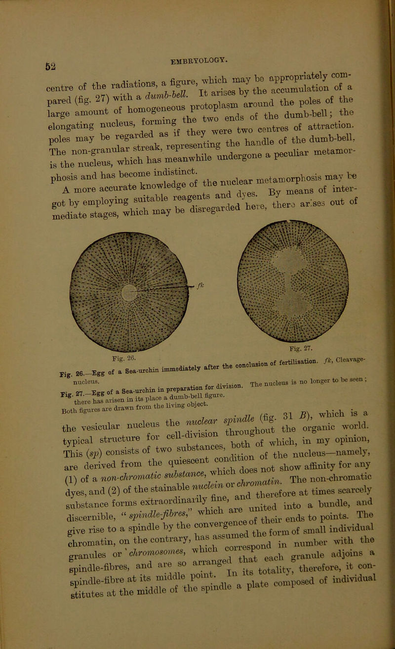 centre of the pared (fig. 27) wxth a dumb-bell It ™b lW of fche large amount cf homogeneous protoplasm .xr J the elongating «de», f*wag ^^to untres of attraction. poles may be regarded J the handle of the dumb-bell. The non-granular streak, rep & peculiar metamor- is the nueleus, which has meanwtale undergone a pec —r: ,-s£ Fig. 27. F'g' 26' ... . after the conolusion of fertilisation. fk, Cleavage- Fig. 26—Egg of a Sea-urchin immediately a nueleus. . . The nueleus is no longer to be seen; Both figures are drawn from the li B 1 _ ^ ß) which iS a the vesicular nueleus the ucle^‘ ^hx’oudxoxxt the organic world. typical structure for cell- ^ both&of which, in my opinion, This (sp) consists of two su s an > the nudeus—namely, are derived from the ^ doi not show affinity for any (1) of a non-chromatic substccnce, ■ The non-chromatic dyes, and (2) of the stainahle 5« at tUnes substance forms extraordxnanly fin , into a bündle, and discernible, “ spindle-fibres, wtoh • their ends to points. The give rise to a spindle by the convei g small individual Lomatm.ontheoontraty.has^^m Ä the Sl^Äpindle a p.ate -P- of indMdna,