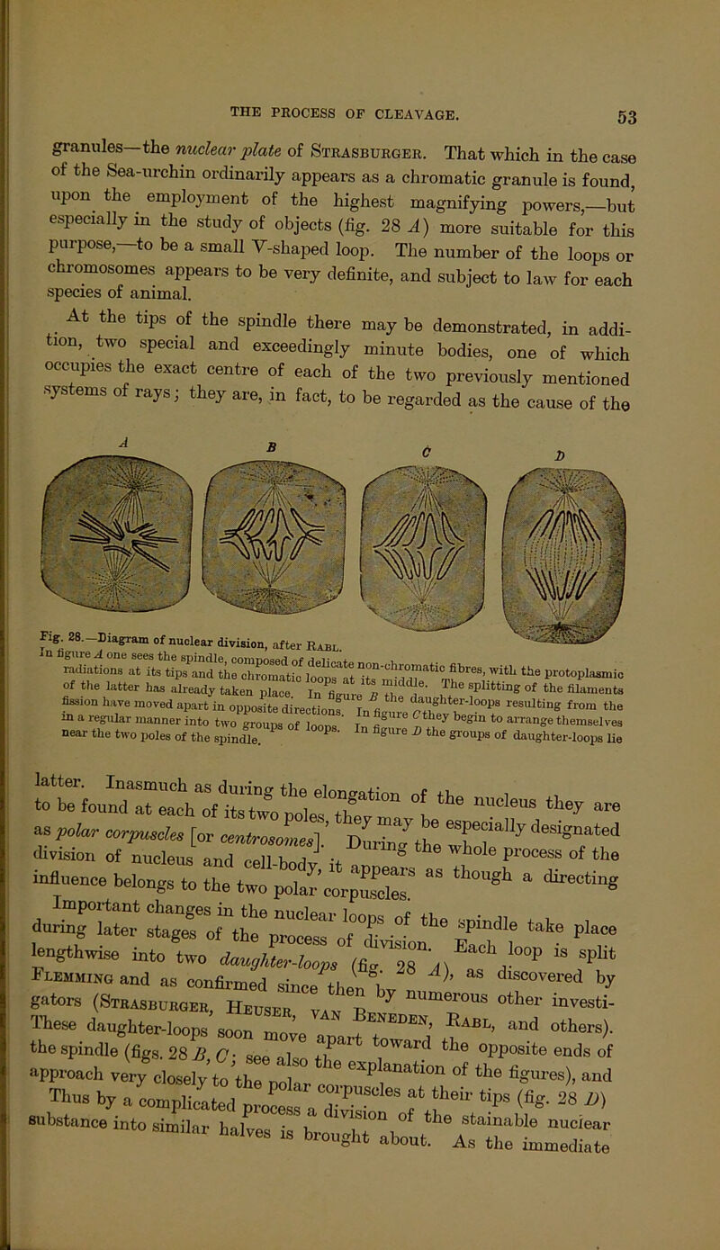 granulös the nuclear plate of Strasburger. That which in the case of the Sea-urchin ordinarily appears as a chromatic granule is found, upon the . employment of the highest magnifying powers,—but especially in the study of objects (fig. 28 A) more suitable for this purpose,—to be a small V-shaped loop. The number of the loops or c romosomes appears to be very definite, and subject to law for each species of animal. At the tips of the spindle there may be demonstrated, in addi- tion, two special and exceedingly minute bodies, one of which occup.es the exact centre of each of the two previously mentioned Systems of rays; they are, in fact, to be regarded as the cause of the °f they are as polar corpusdes [or cm ‘ DurtaTtht di vision of nucleus and nPn V. j •, ° ie W lü^e Process of the influence belongs to the two polar »rpuST “ “ ,Wting during later stagf of“Ealf1,6 P‘aCe gators [Strasburger, Heuser „, ,,  numer°us otIlor mvesti- daughter-loops soon ^ ^ the spindle (figs. 28 d? C- coo „1 J Waid the opposite ends of appi-oach very elily to thT 16 “pl“ati“ <* the flgures), and hy a^SdtcetraZ?deS ?,?* *** «* ™ substance into similar halve«. • u , °f tte stamable nuclear haIV6S 18 brouSb* about. As the immediate